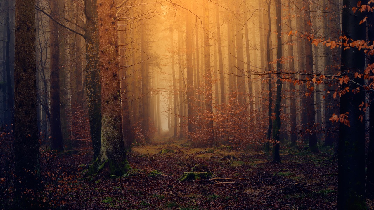 the sun is shining through the trees in the woods, a picture, by Sebastian Spreng, pexels, tonalism, light orange mist, steampunk forest background, vertical wallpaper, warm glow coming the ground