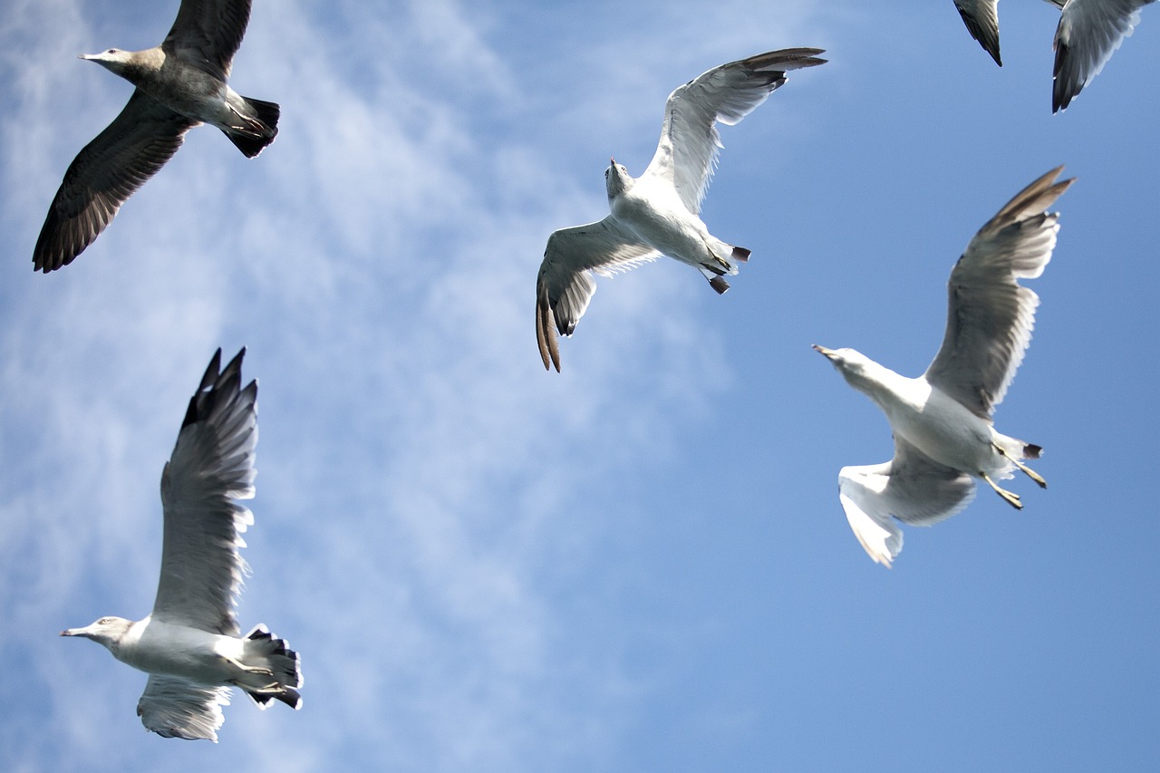 a flock of seagulls flying through a blue sky, a picture, by Jan Rustem, shutterstock, banner, shot on a 2 0 0 3 camera, view from bottom, whirling