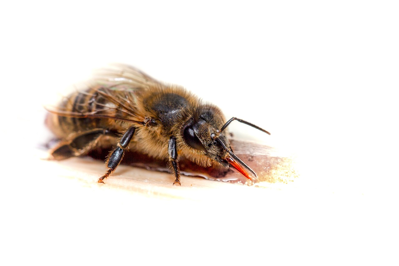 a close up of a bee on a white surface, a macro photograph, by Robert Brackman, shutterstock, demolition, eating, productphoto, a wooden