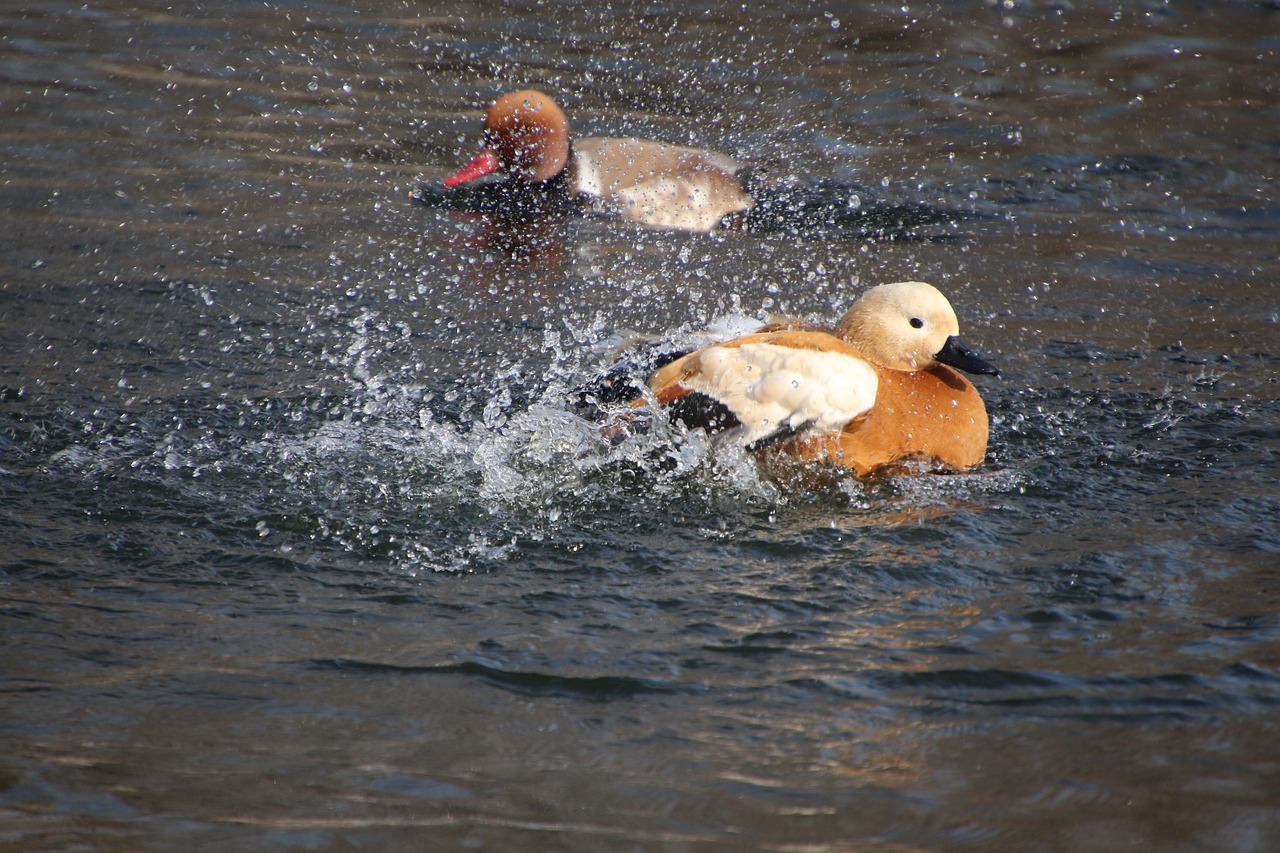 a couple of ducks that are in the water, figuration libre, in orange clothes) fight, bald, closeup photo