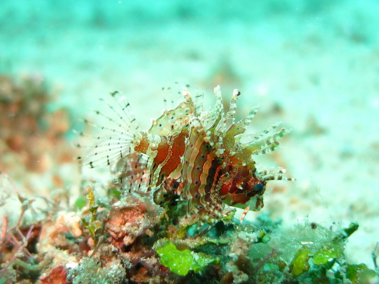 a close up of a fish on a sandy surface, a macro photograph, baroque, mohawk, standing under the sea, red scales on his back, dlsr photo