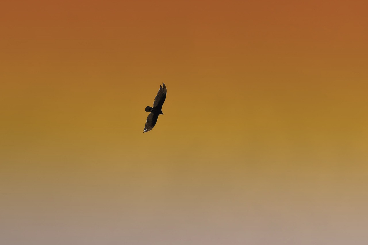 a bird that is flying in the sky, by Jan Rustem, flickr, minimalism, hawk, godrays at sunset, hi resolution, embers flying