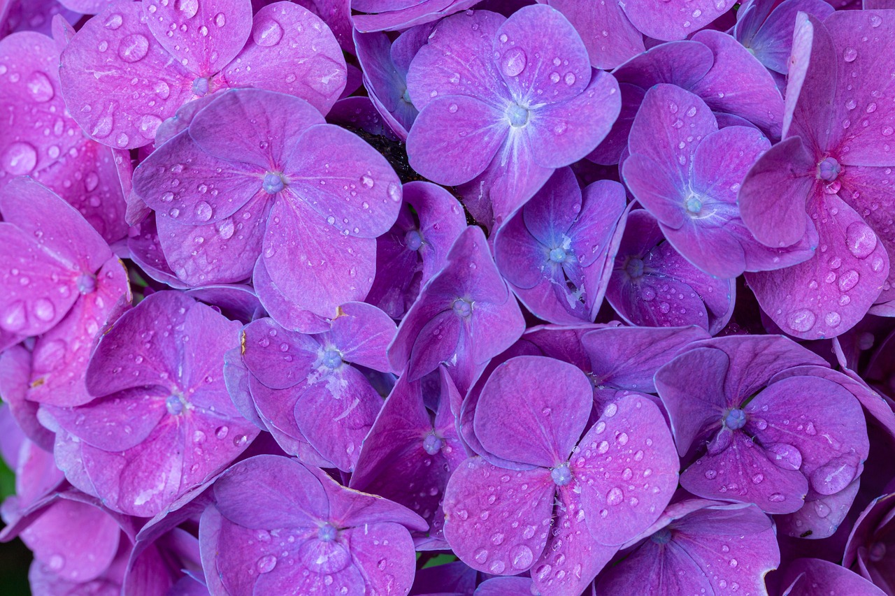 a close up of a bunch of purple flowers, a macro photograph, shutterstock, renaissance, rain!!!!, hydrangea, high quality product image”