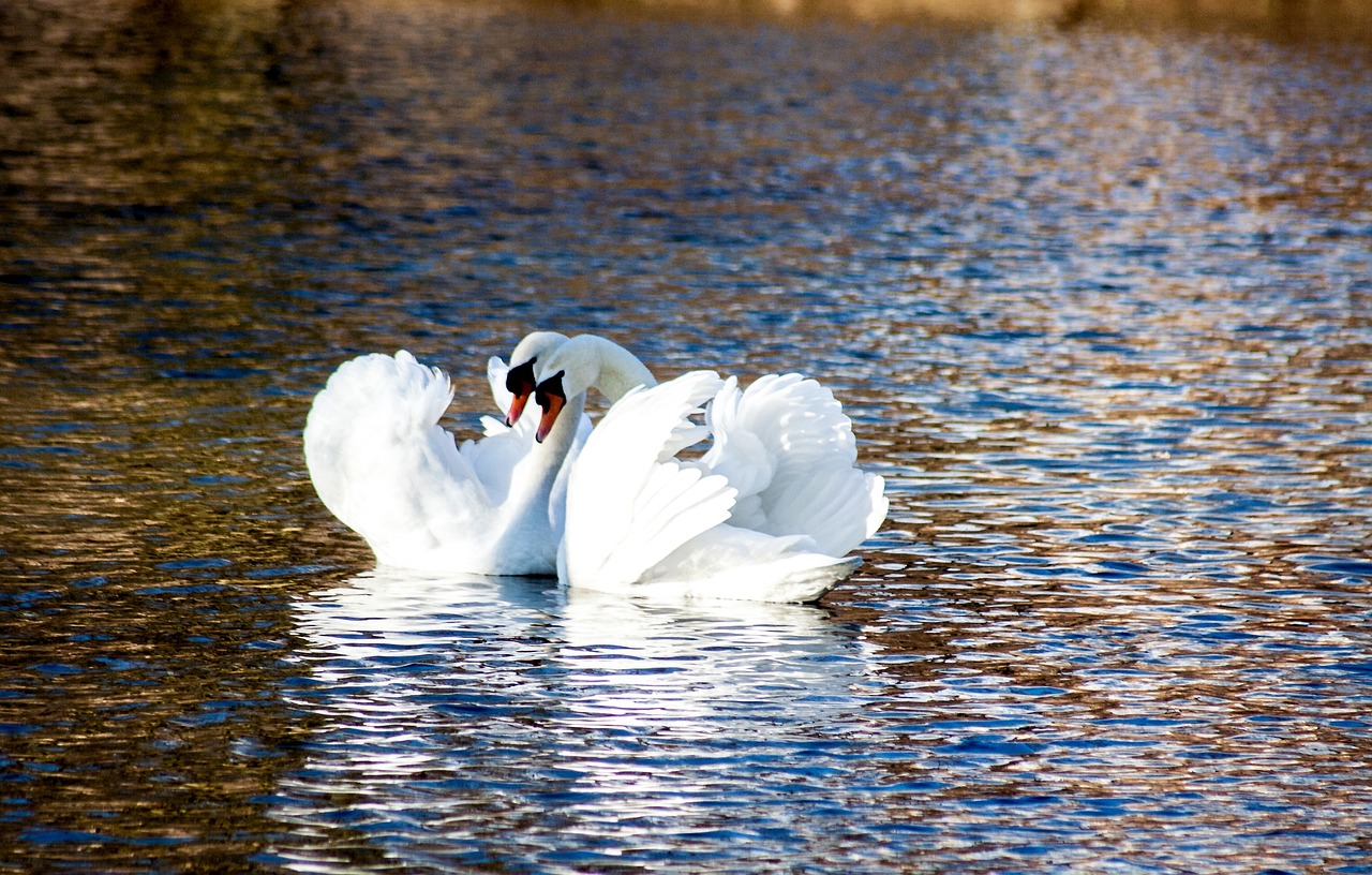 a couple of white swans floating on top of a lake, a photo, romanticism, details and vivid colors, sunlight glistening, high contrast!, boston