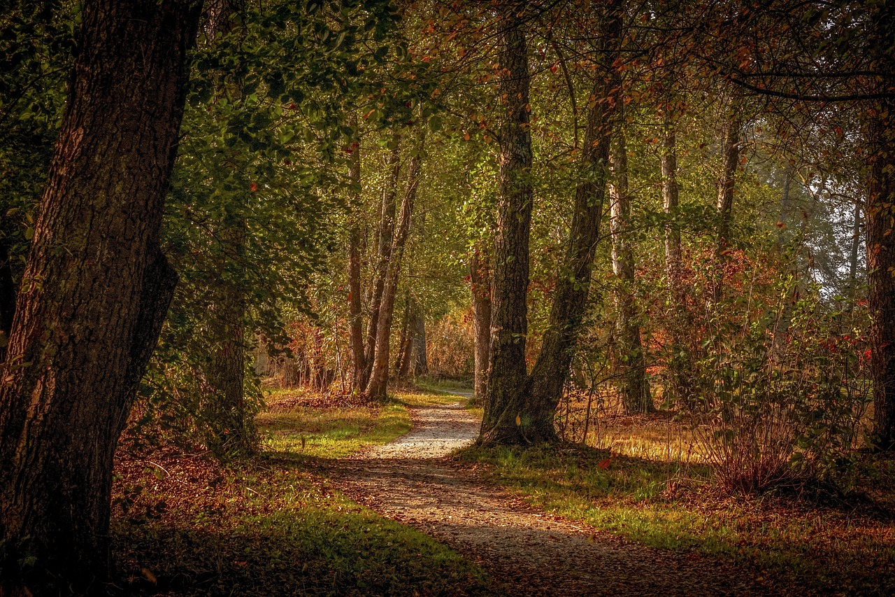 a dirt road in the middle of a forest, a portrait, by Jacob Kainen, fine detail post processing, soft autumn sunlight, paul barson, taken in 2 0 2 0