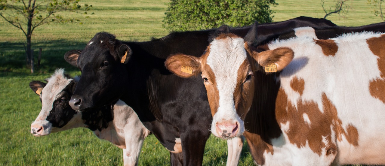 a herd of cows standing on top of a lush green field, close up head shot, highly polished, épaule devant pose, half and half