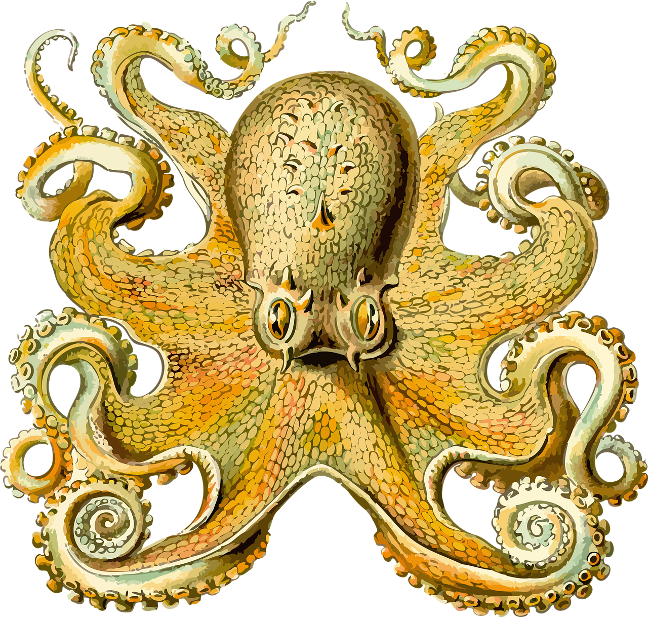 a close up of an octopus on a black background, a digital rendering, by Ernst Haeckel, shutterstock contest winner, baroque, detailed color scan”, square, symmetrical!, hastur the king in yellow