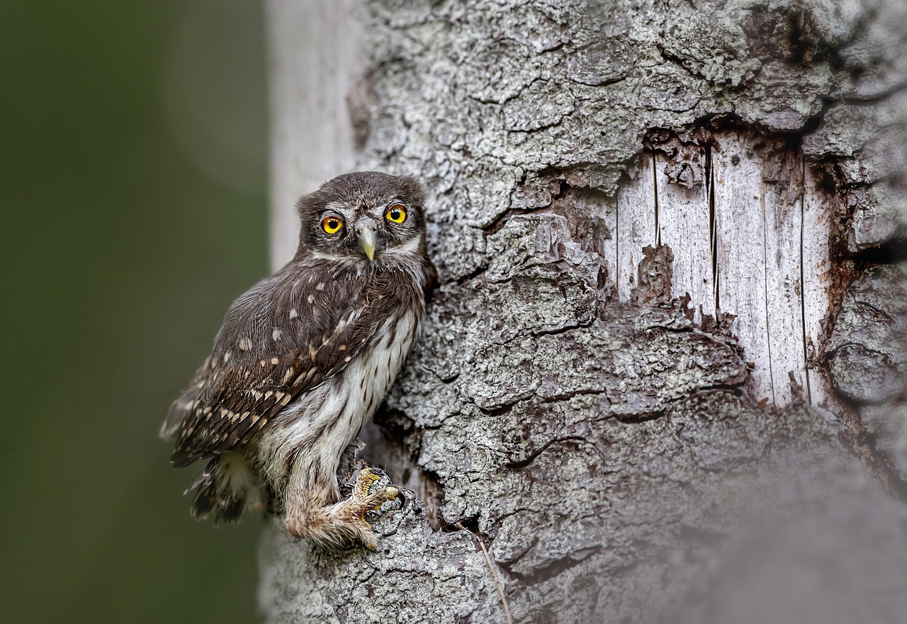 a small owl perched on the side of a tree, by Dietmar Damerau, flickr, swedish, tim hildebrant, immature, gooey