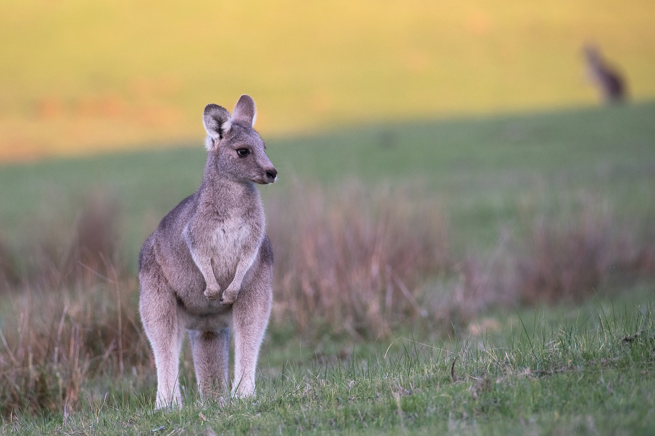 a kangaroo standing on top of a lush green field, a portrait, by Dicky Doyle, shutterstock, warm light, grey, young female, evening