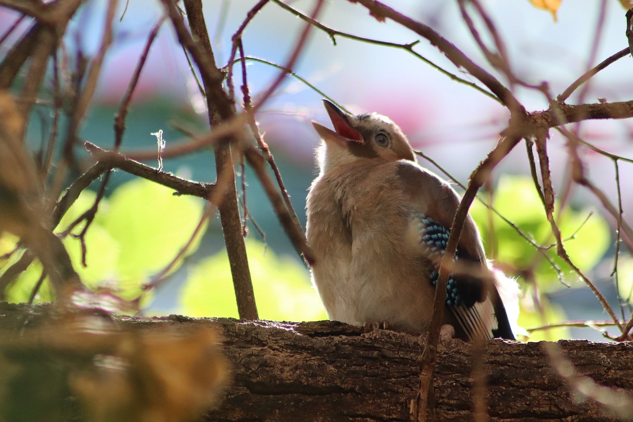 a bird sitting on top of a tree branch, dada, yawning, blue-eyed, young female, ruan ji