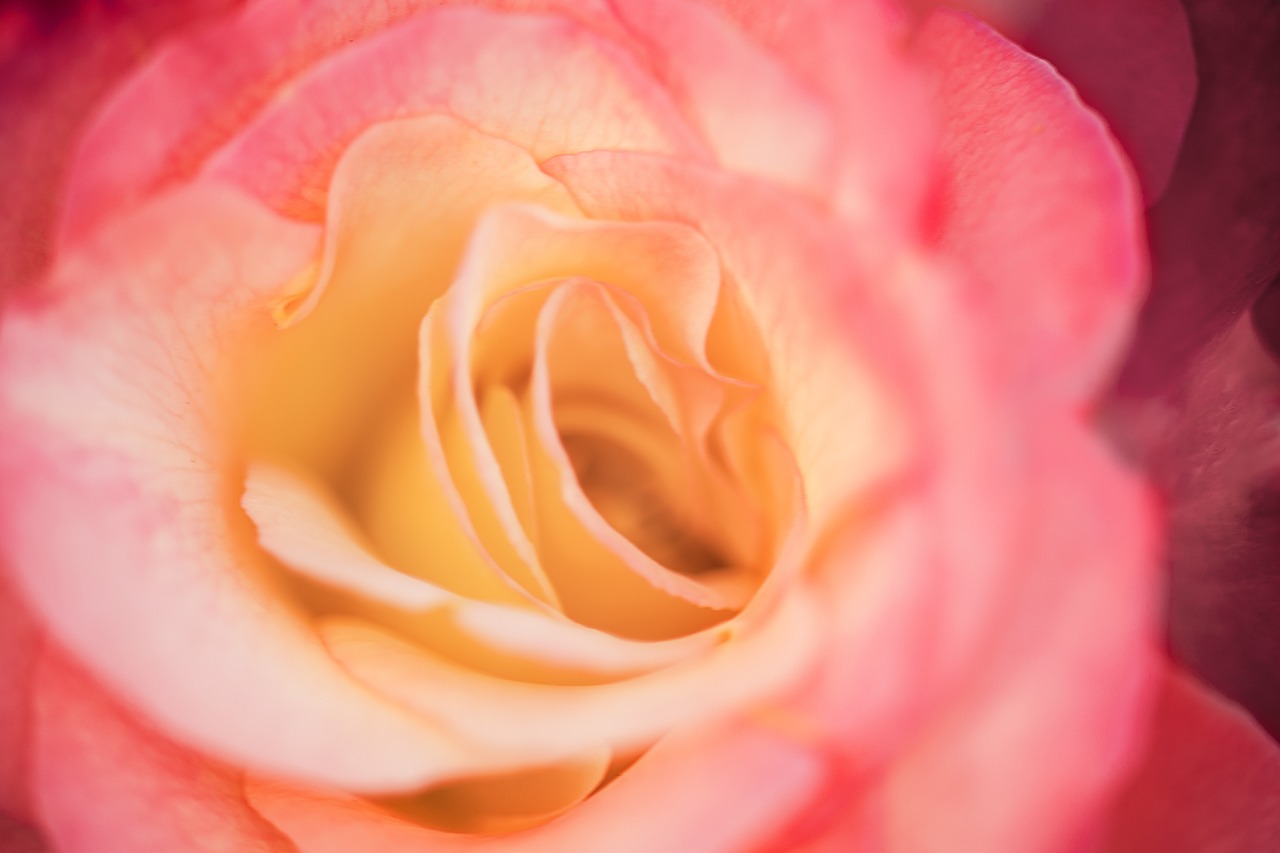 a close up of the center of a pink rose, a macro photograph, by Maeda Masao, romanticism, pink and orange, warmth, infinite, low dof