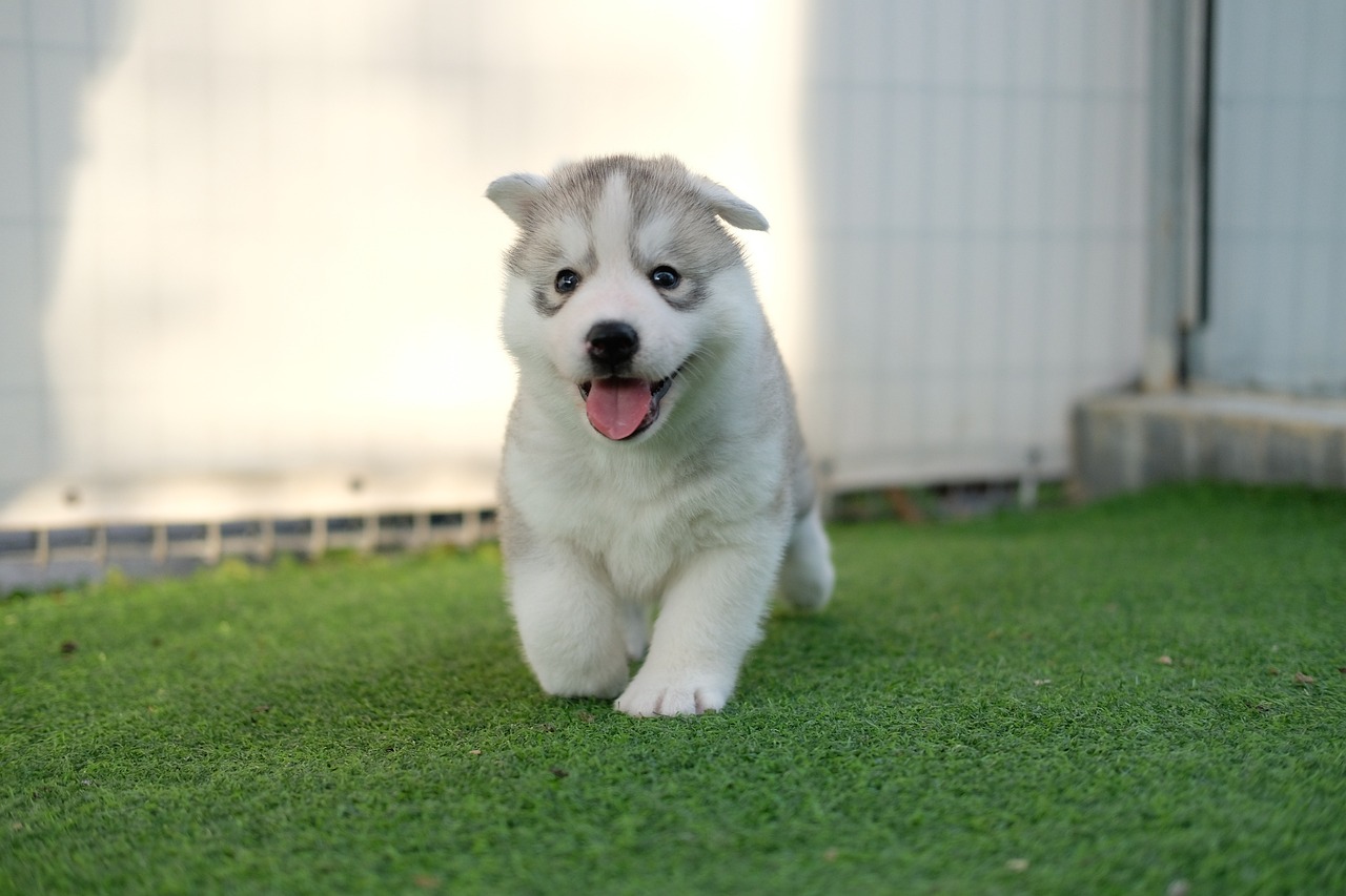 a puppy that is standing in the grass, neoism, shiny silver, ji-min, 8k!!, he is happy
