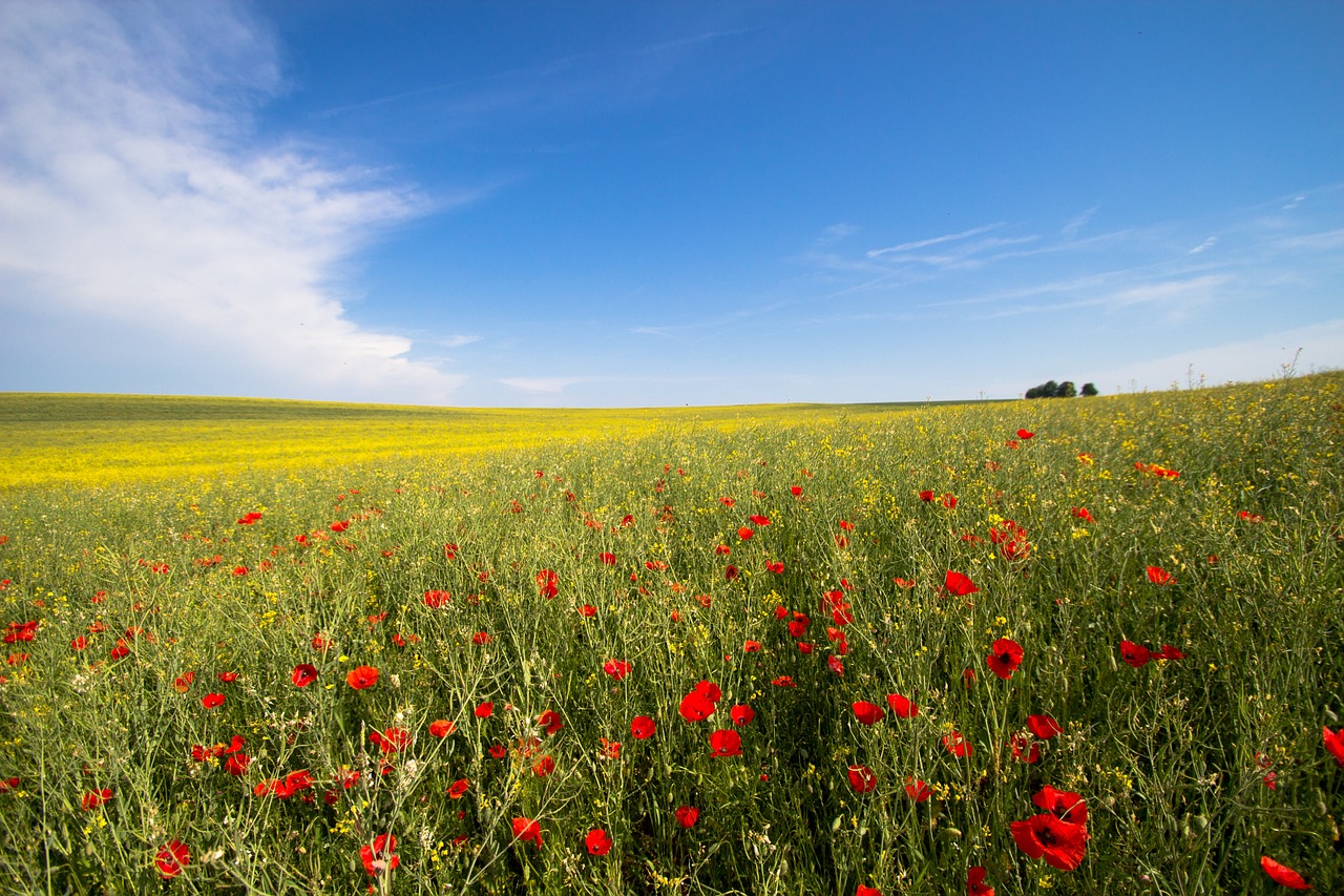 a field full of red flowers under a blue sky, a stock photo, by Thomas Häfner, shutterstock, black and yellow and red scheme, england, mediterranean landscape, stock photo