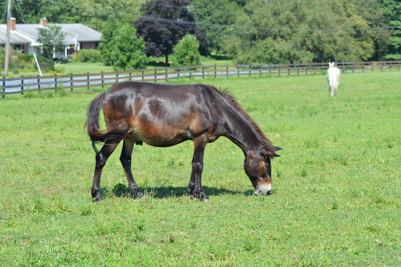 a brown horse standing on top of a lush green field, with a lush grass lawn, mule, licking out, upon a peak in darien