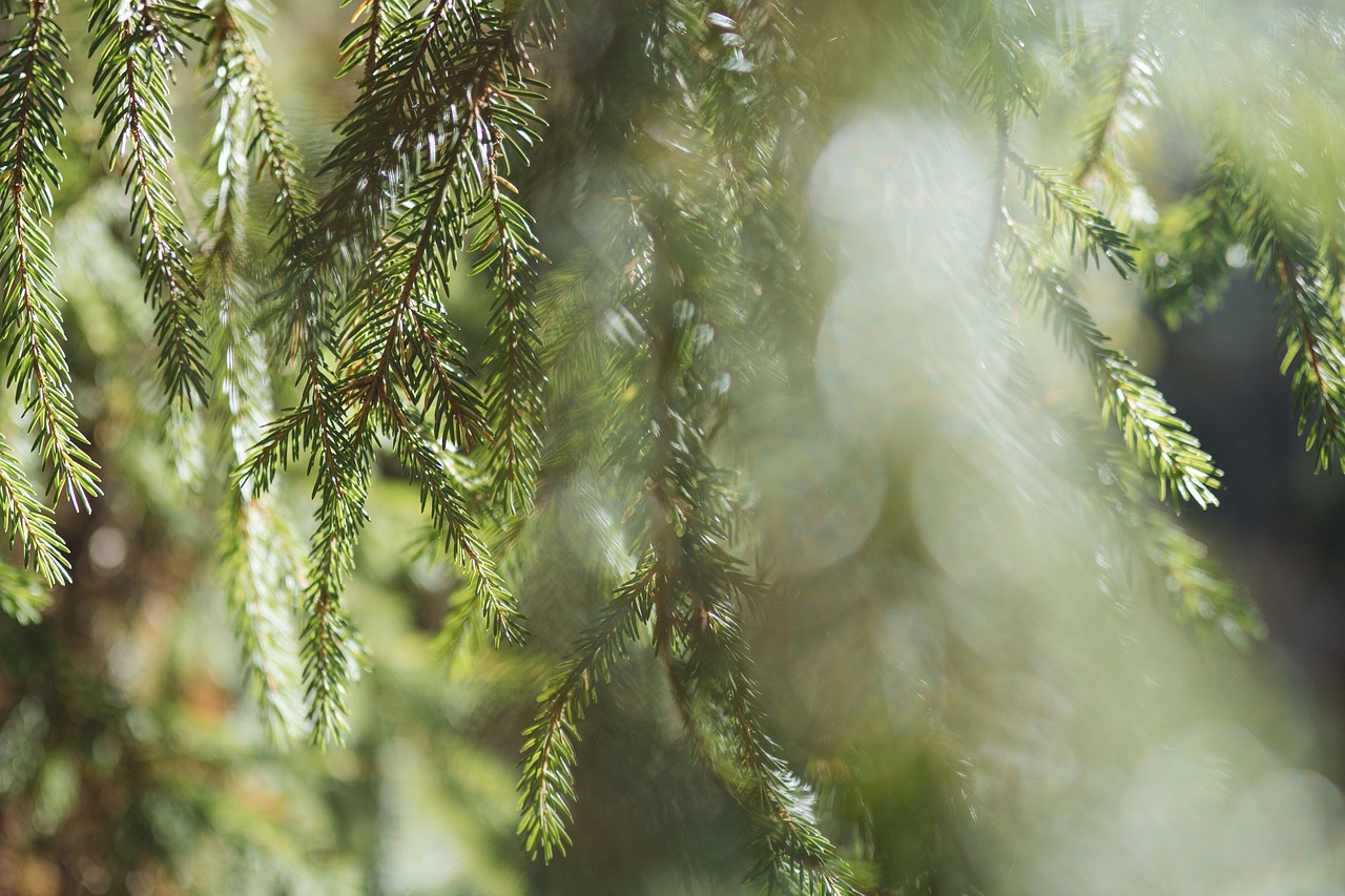 a bird sitting on a branch of a tree, by Erwin Bowien, precisionism, spruce trees, sparkling light, drops, thin dof