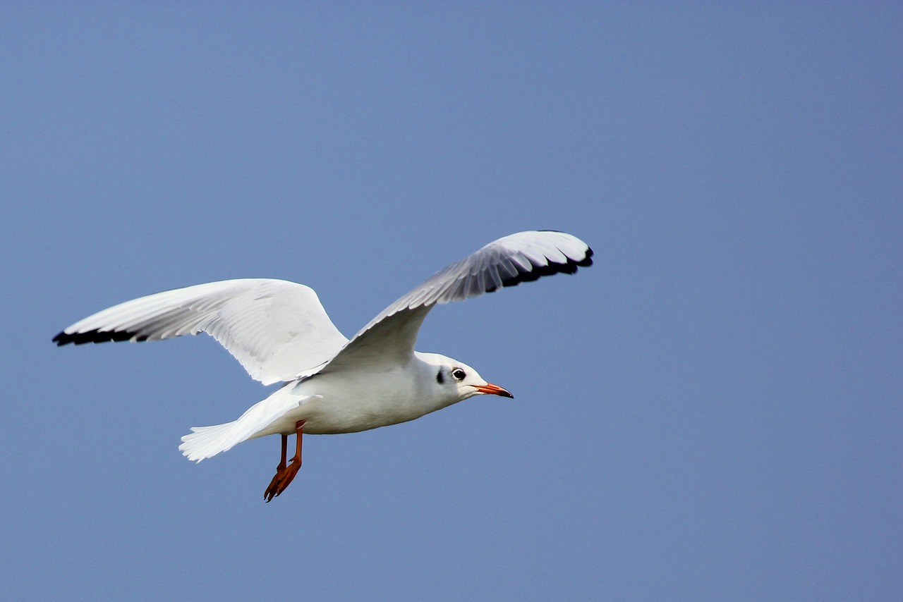 a white bird flying through a blue sky, a portrait, pexels, arabesque, a bald, the photo was taken from a boat, photostock, very sharp photo