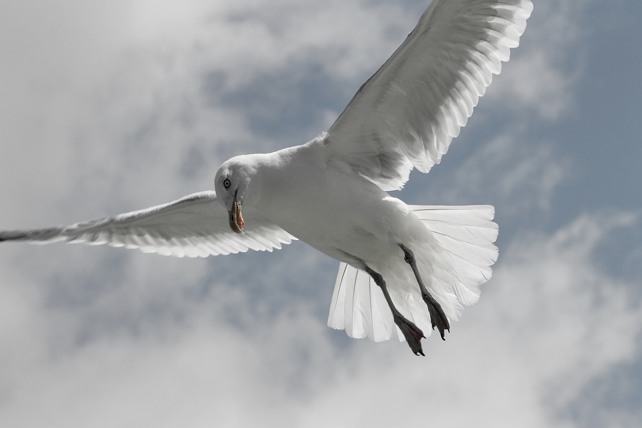 a white bird flying through a cloudy blue sky, a picture, by Peter Scott, eating, view from bottom, highly polished, all white