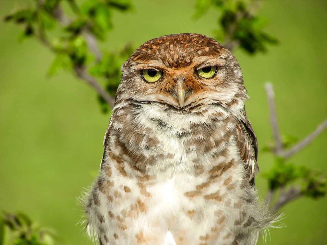 a brown and white owl sitting on top of a tree branch, a portrait, hurufiyya, self - satisfied smirk, giant eyes in the grass, an extremely angry, portrait of a handsome