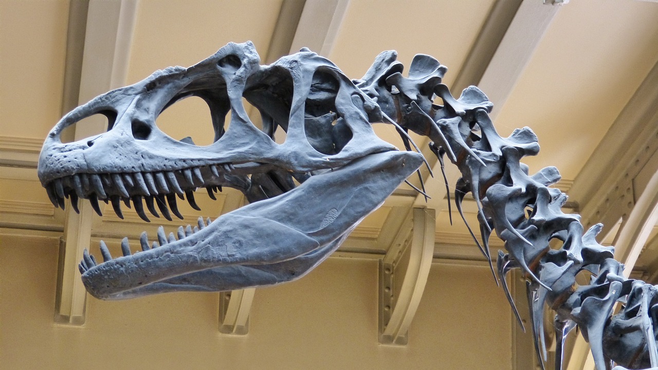 a close up of a dinosaur skeleton in a museum, by Matija Jama, pixabay, rottweiler dinosaur hybrid, neck zoomed in, meteor, 2014