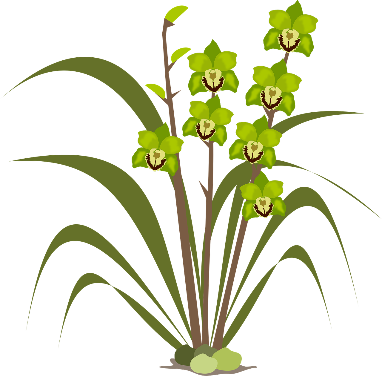a plant with green flowers on a black background, a digital rendering, inspired by Masamitsu Ōta, sōsaku hanga, orchid, hut, green colored theme, large)}]