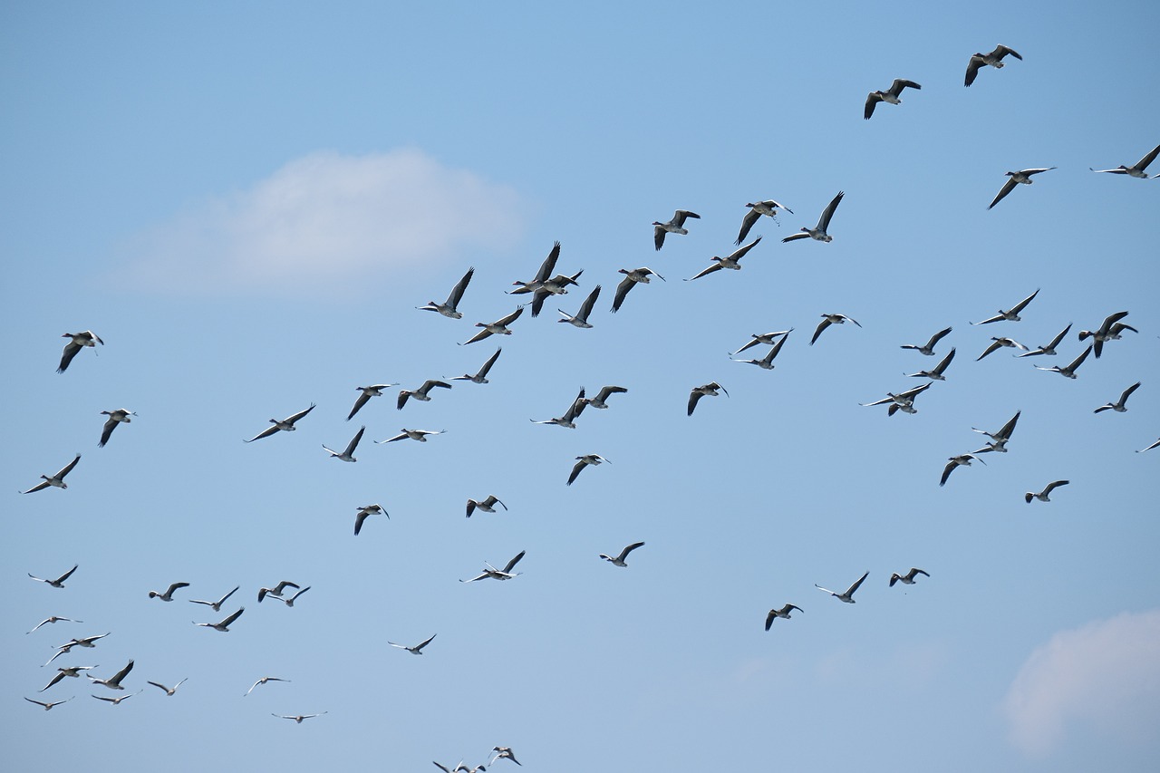 a flock of birds flying through a blue sky, a photo, figuration libre, cranes, goose, portlet photo, 50mm photo