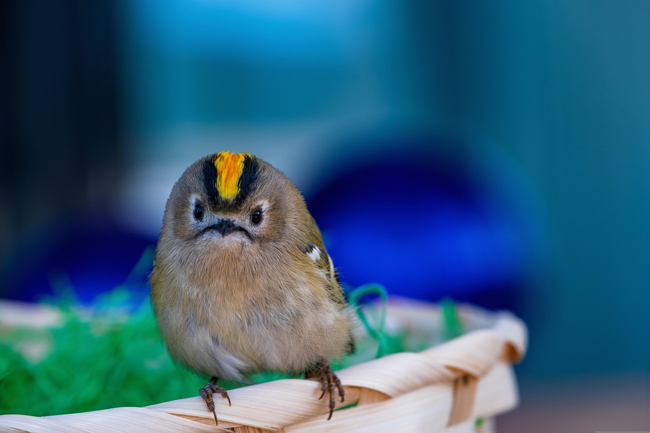 a small bird sitting on top of a basket, by Edward Corbett, shutterstock, big gold eyes, innocent look. rich vivid colors, modern very sharp photo, japanese mascot