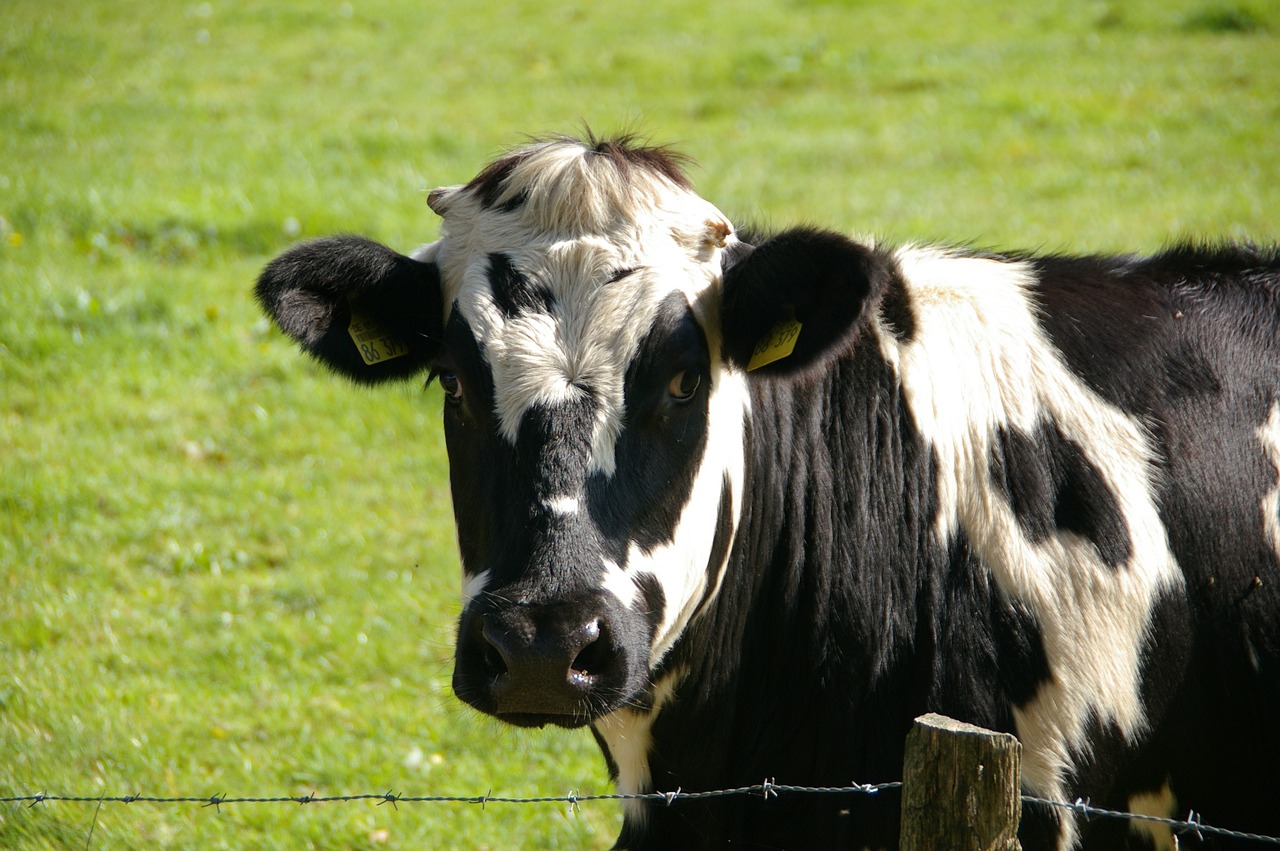 a black and white cow standing next to a barbed wire fence, istockphoto, white with chocolate brown spots, highly polished, wikimedia commons