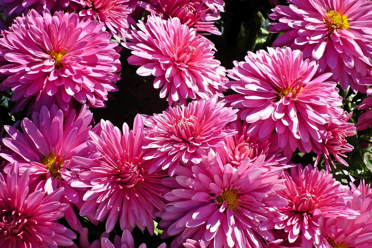 a close up of a bunch of pink flowers, by Jan Rustem, chrysanthemum eos-1d, ((pink)), garden with flowers background, on a bright day