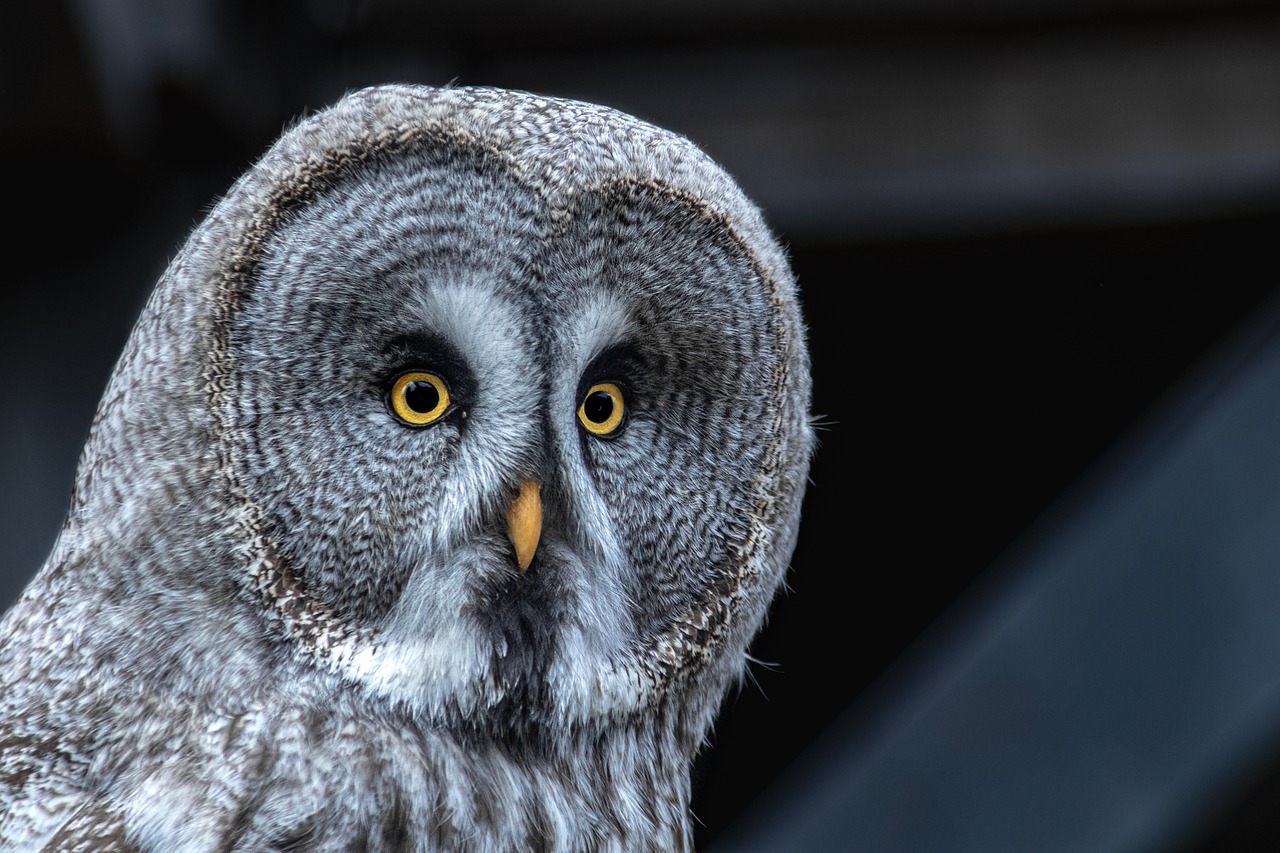 a close up of an owl with yellow eyes, by Dietmar Damerau, pixabay, photorealism, dressed in a gray, photo taken with sony a7r, stock photo, rounded beak