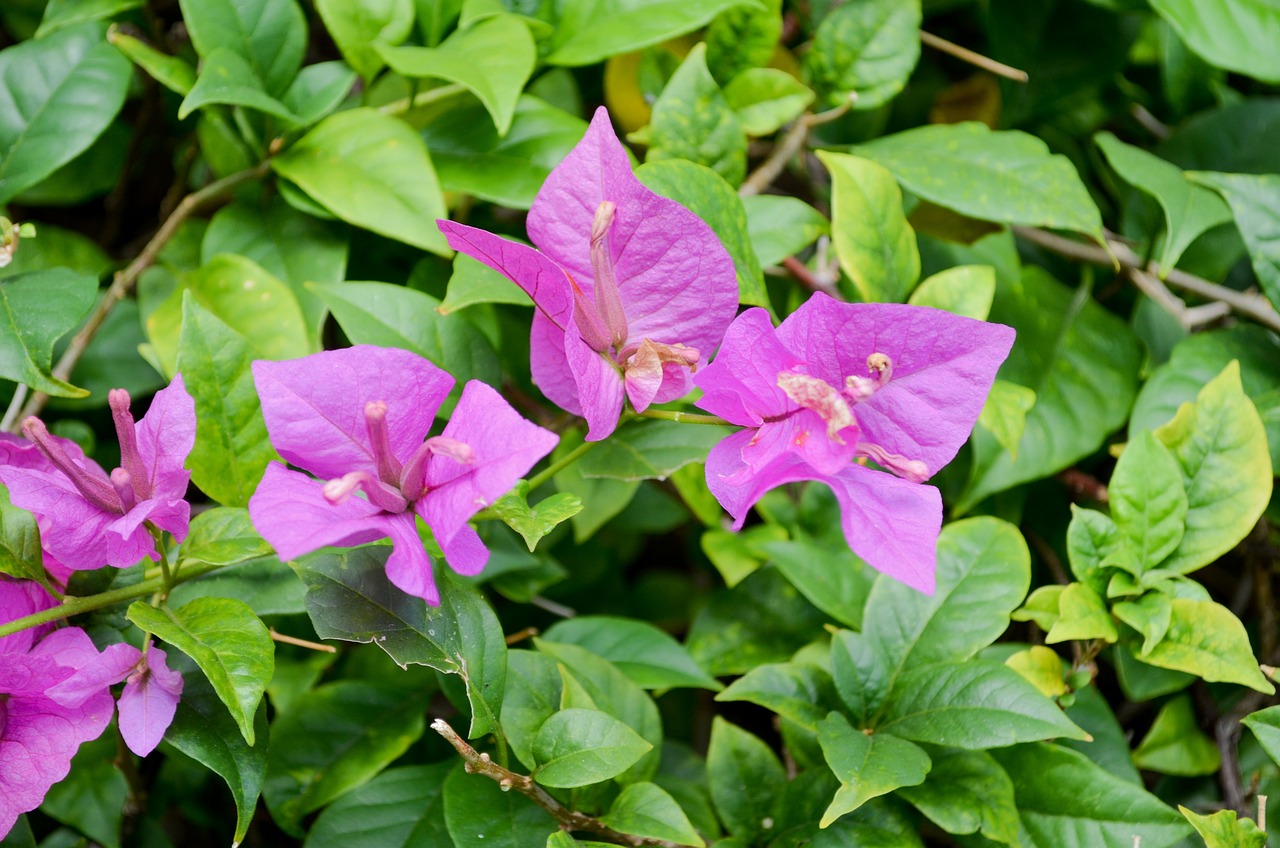 a group of purple flowers sitting on top of green leaves, a portrait, hurufiyya, bougainvillea, often described as flame-like, 7 0 mm photo