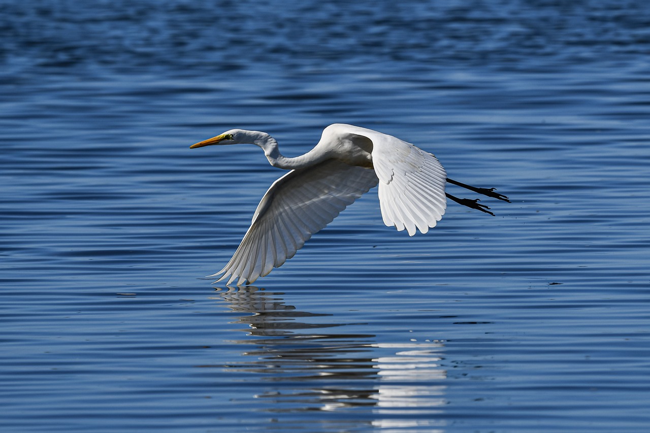 a white bird flying over a body of water, a portrait, by Dave Melvin, bright sunny day, long wings, water refractions!!, crane shot