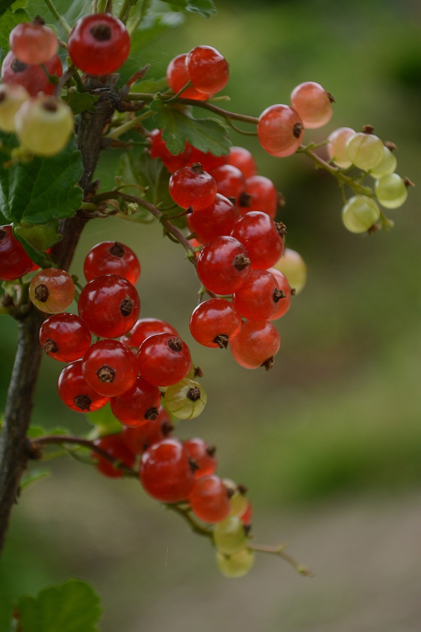 a close up of a bunch of berries on a tree, a picture, by Robert Brackman, romanticism, 2 0 0 mm telephoto, semi-transparent, midsummer, red and white colors