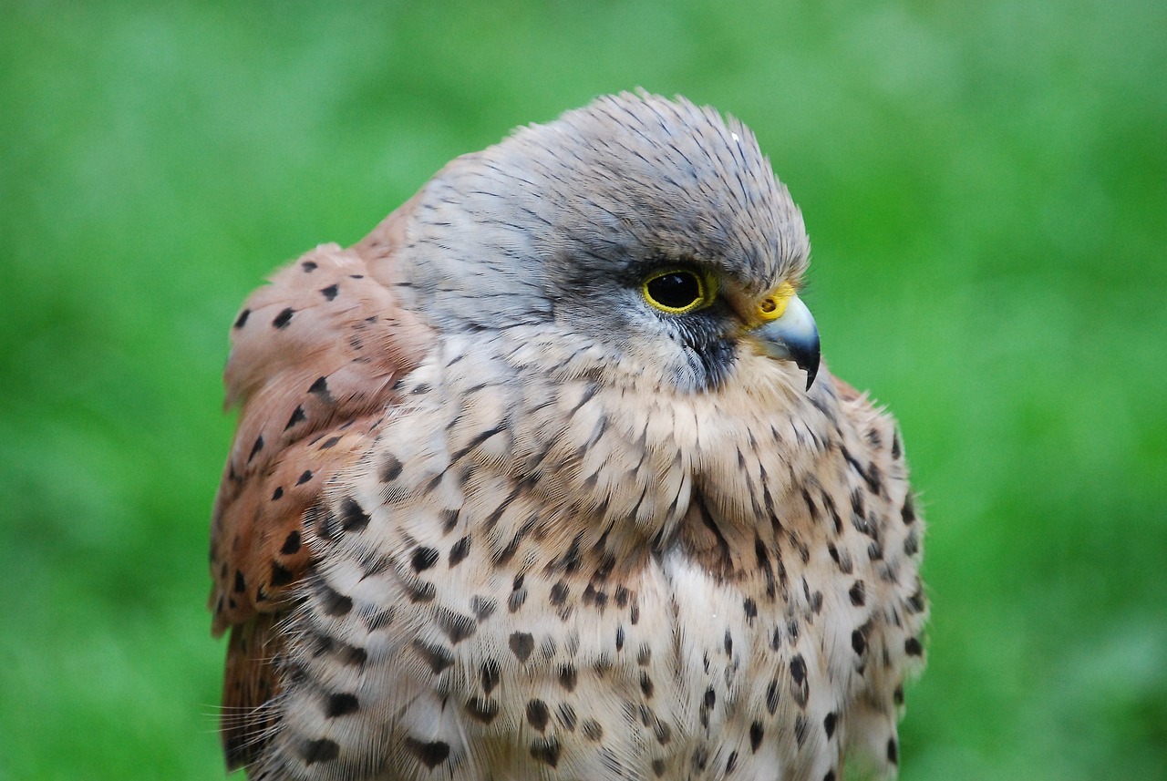 a close up of a bird of prey, a portrait, by Robert Brackman, pexels, hurufiyya, speckled, flat triangle - shaped head, humanoid feathered head, merlin