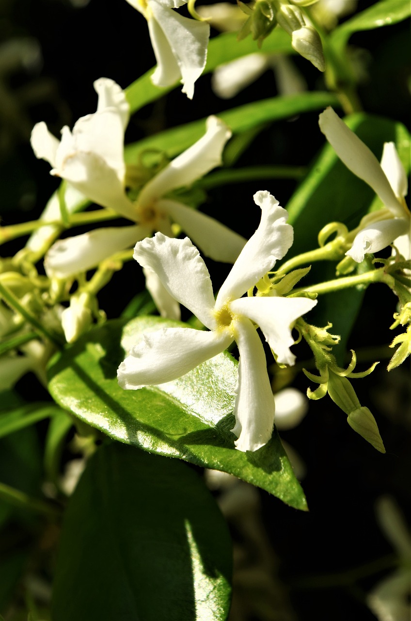 a close up of a plant with white flowers, by Robert Griffier, trending on pixabay, hurufiyya, in a tropical forest, jasmine, intense sunlight, very very well detailed image