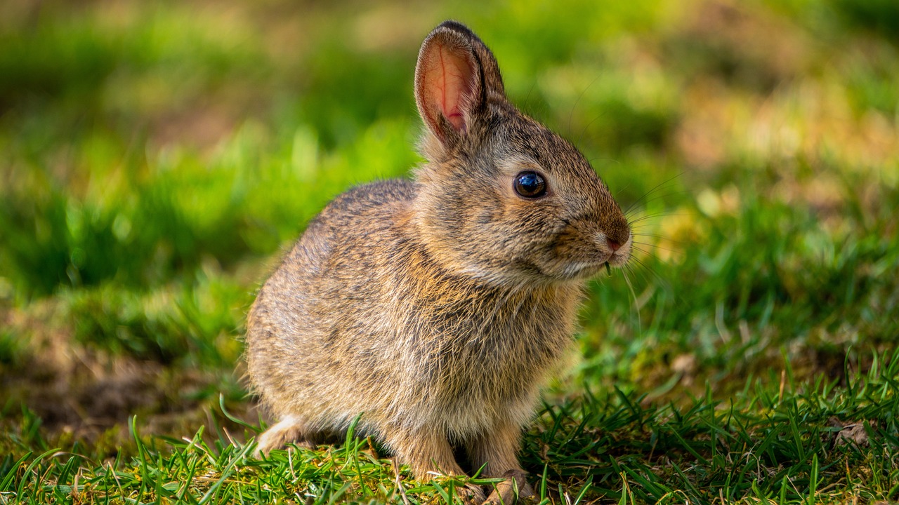 a small rabbit sitting on top of a lush green field, avatar image, wildlife photo, profile picture 1024px, hatched ear