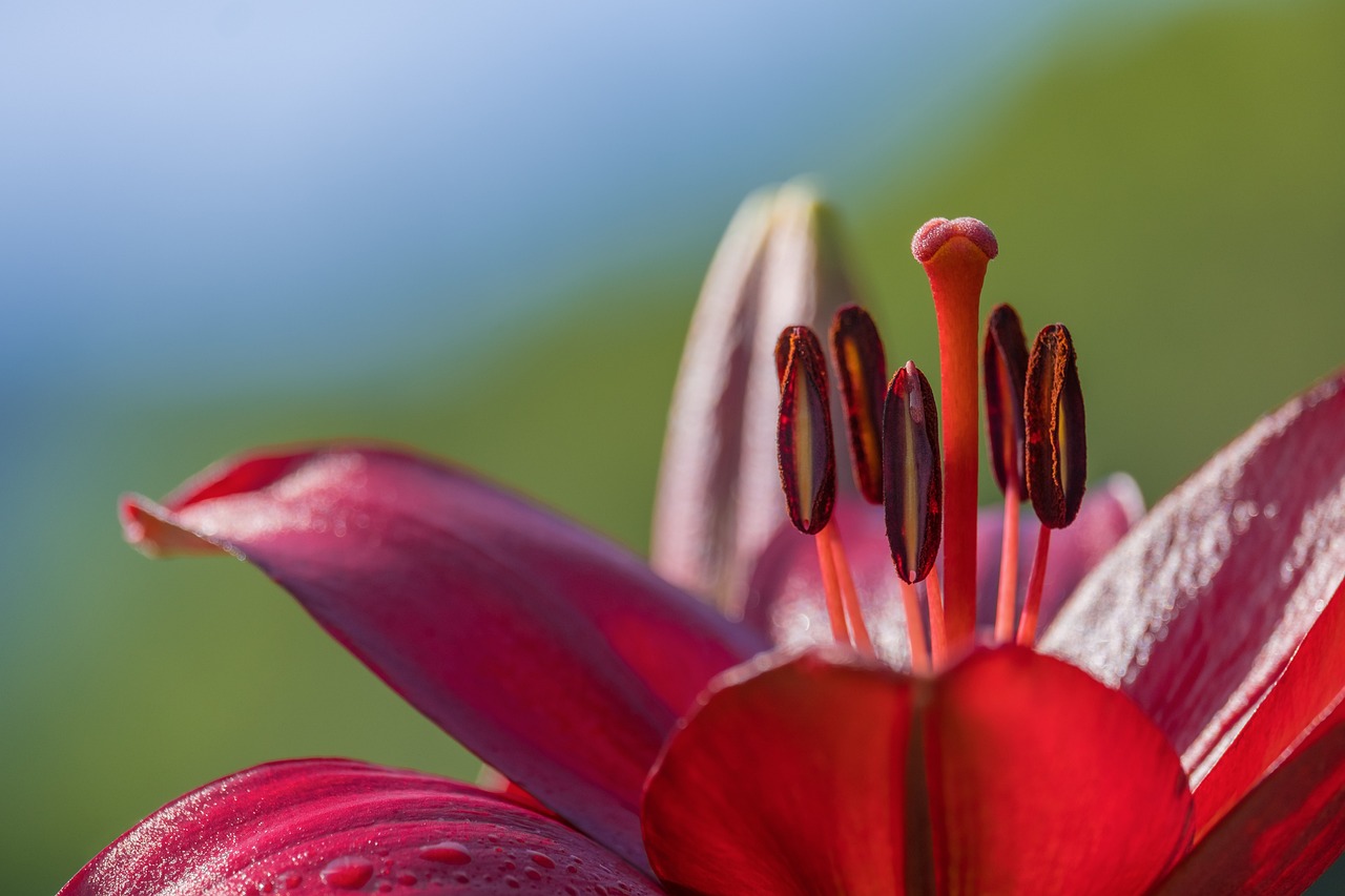 a close up of a red flower with water droplets, a macro photograph, by Matt Stewart, pexels, precisionism, lily flowers. 8 k, over the shoulder view, on a bright day, highly detailed in 4k