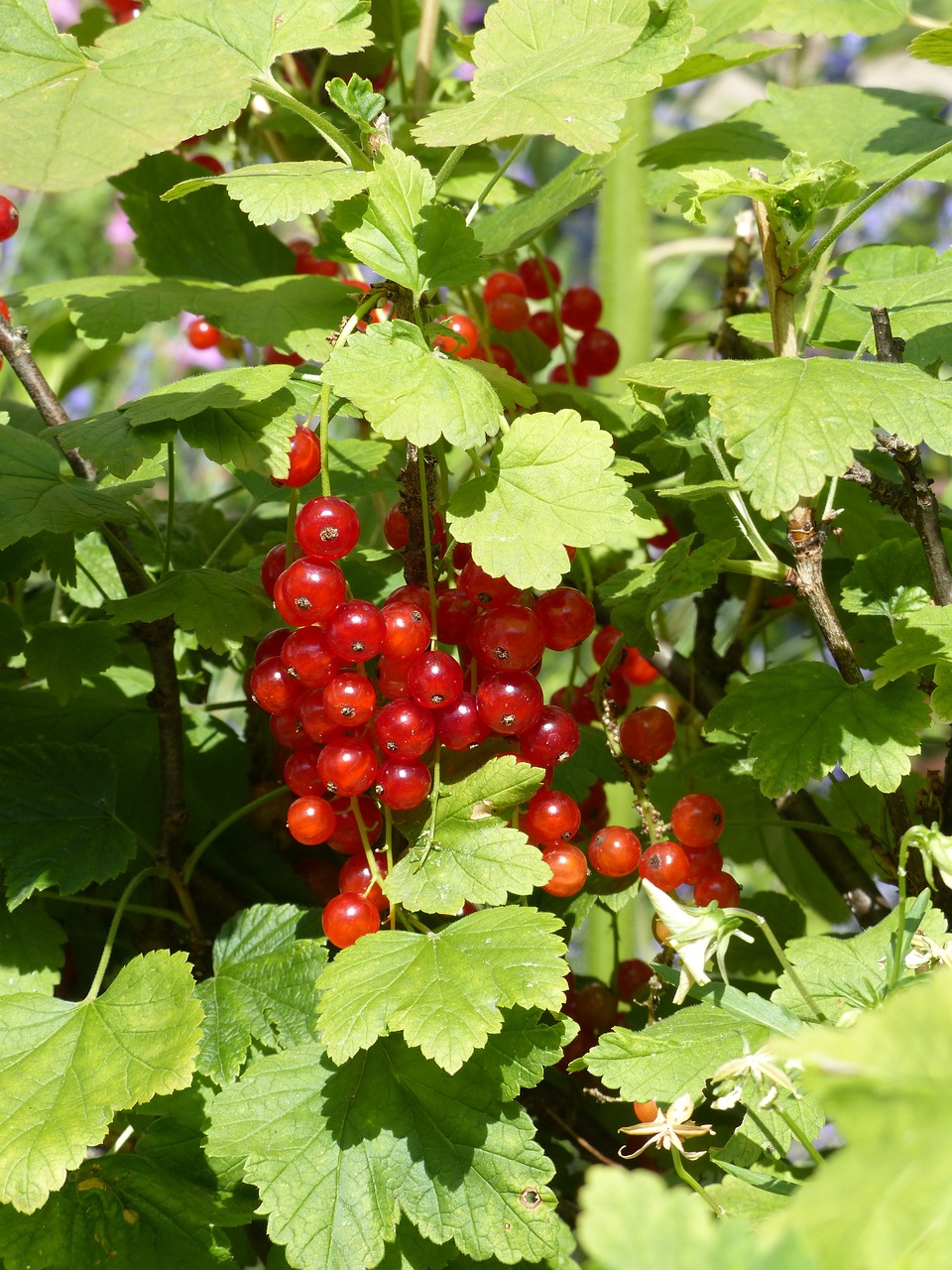 a bush filled with lots of red berries, shutterstock, bauhaus, nordic summer, an ancient, stock photo, 4:3