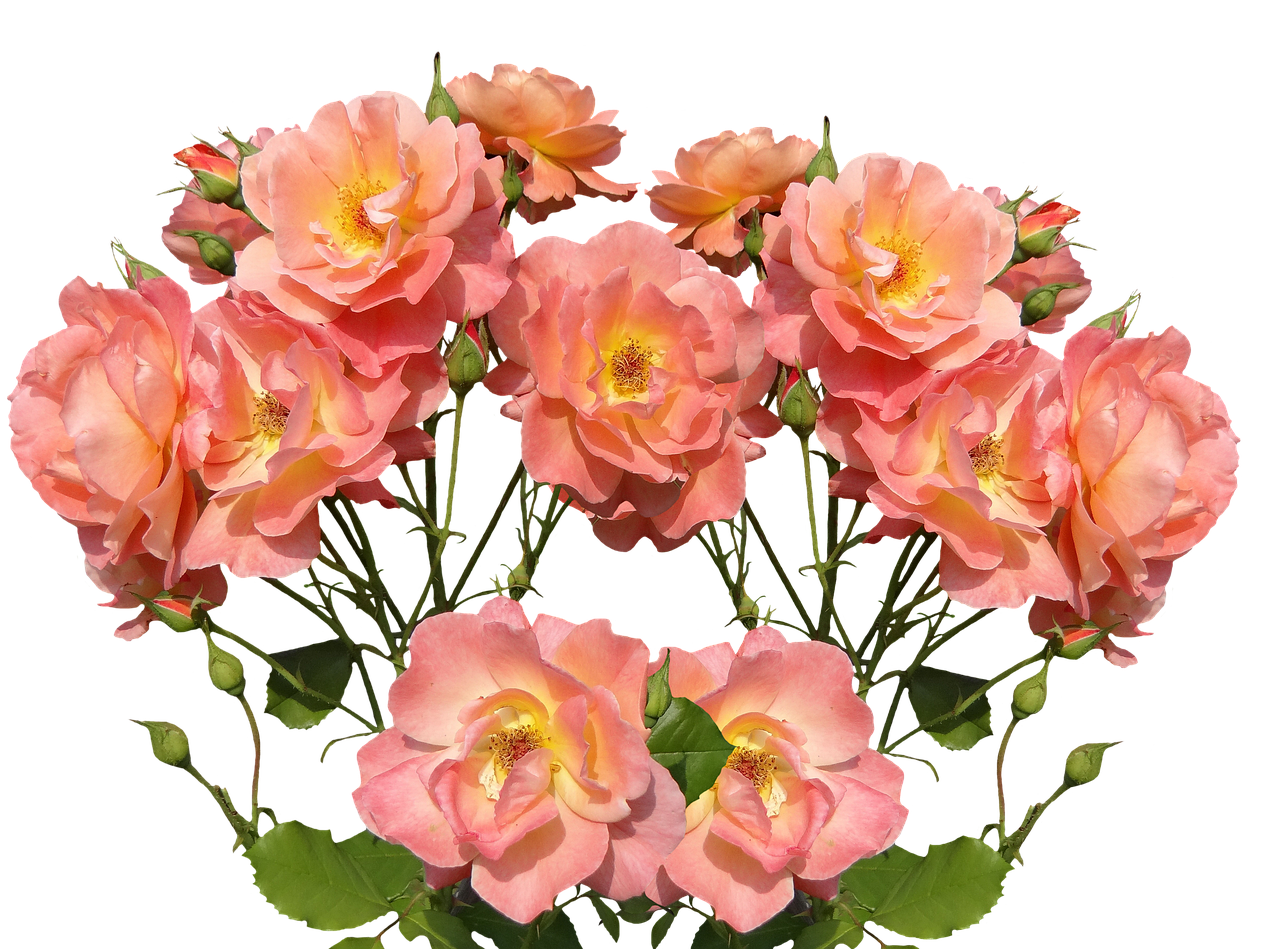 a bouquet of pink roses on a black background, a digital rendering, by Carol Bove, in shades of peach, prize winning color photo, crown of mechanical peach roses, orange blooming flowers garden