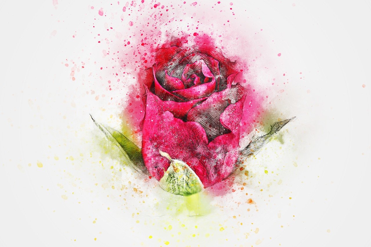 a watercolor painting of a pink rose on a white background, a digital painting, by david rubín, shutterstock contest winner, mixed media style illustration, splashes of color, a beautiful artwork illustration, red flower