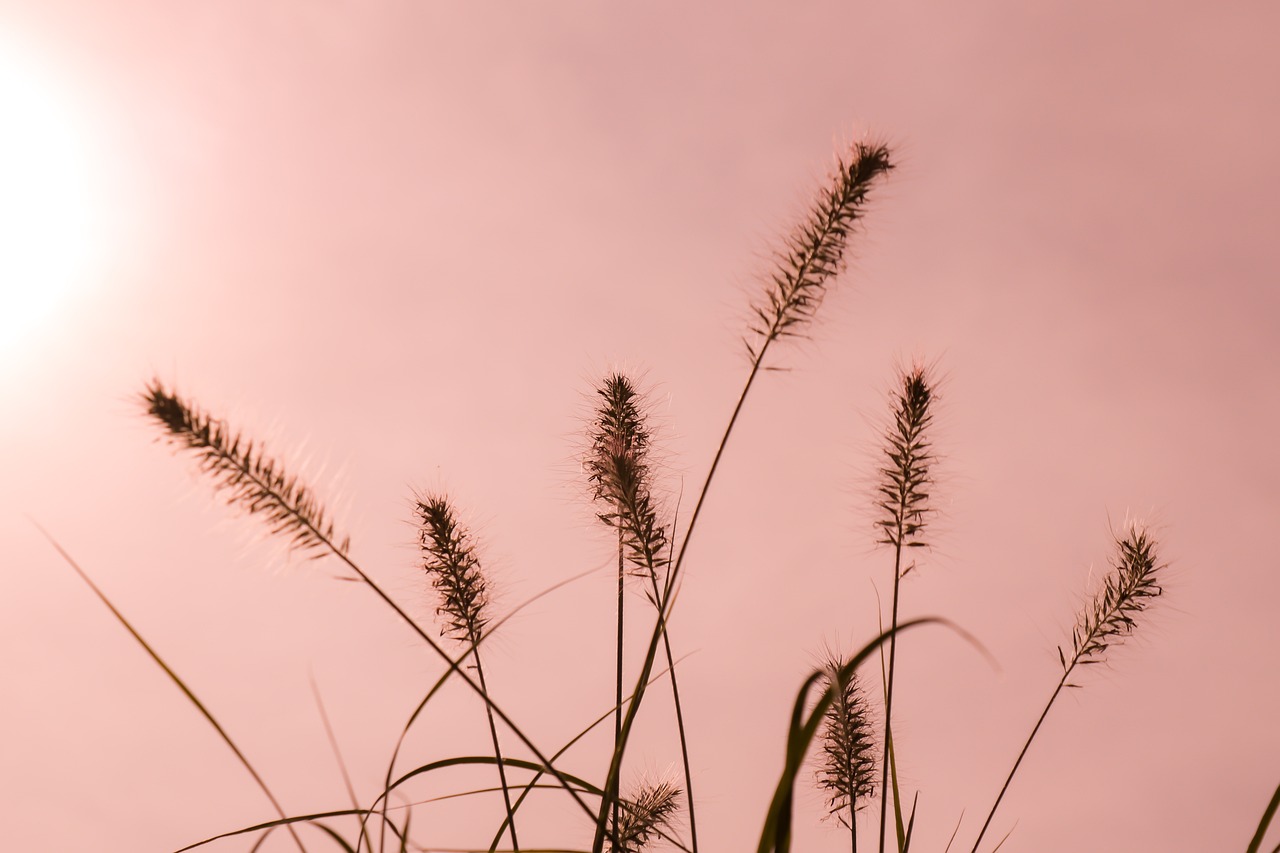 a close up of some grass with the sun in the background, minimalism, pink background, golden hour photo