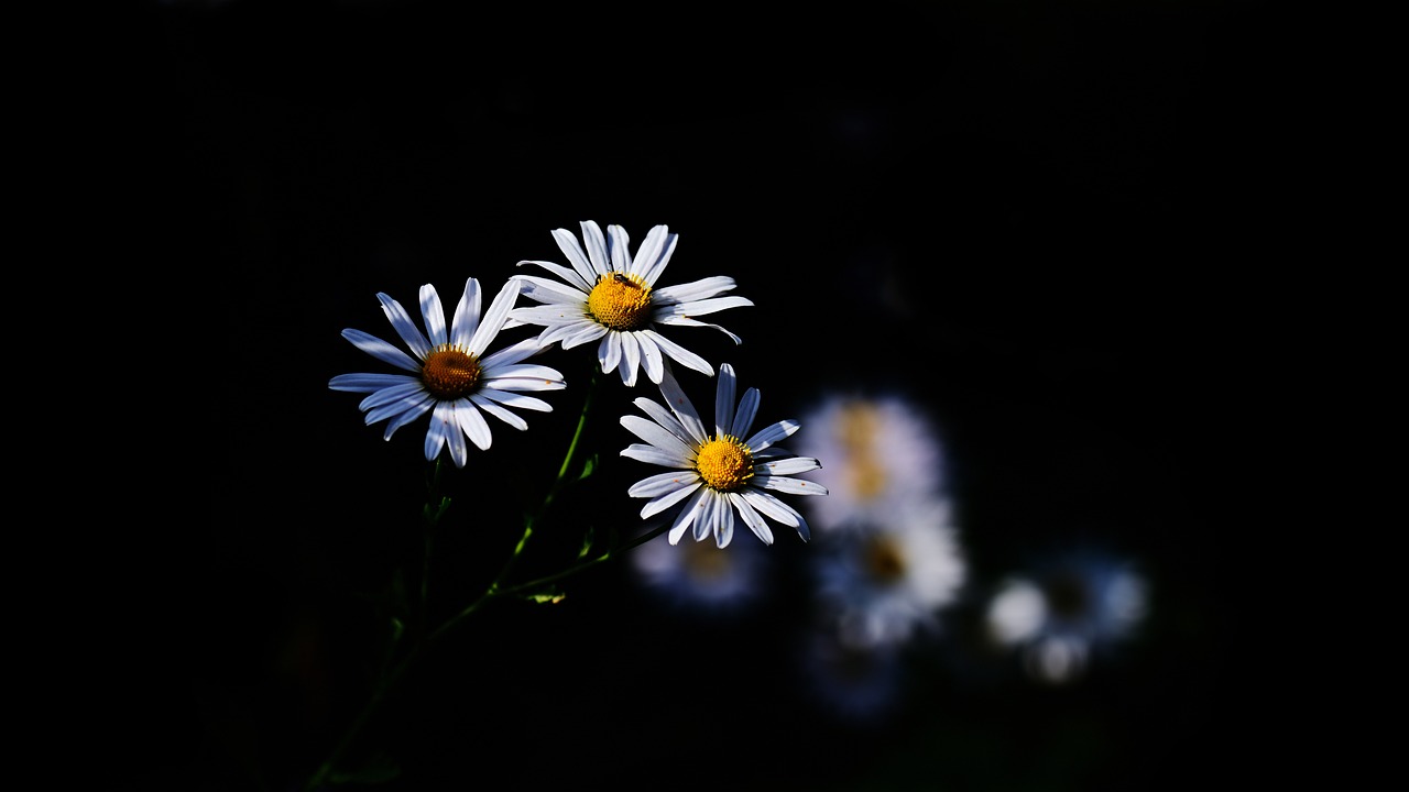 a group of white flowers sitting next to each other, by Jan Rustem, flickr contest winner, backlit!!, high contrast colors, ari aster, summer night