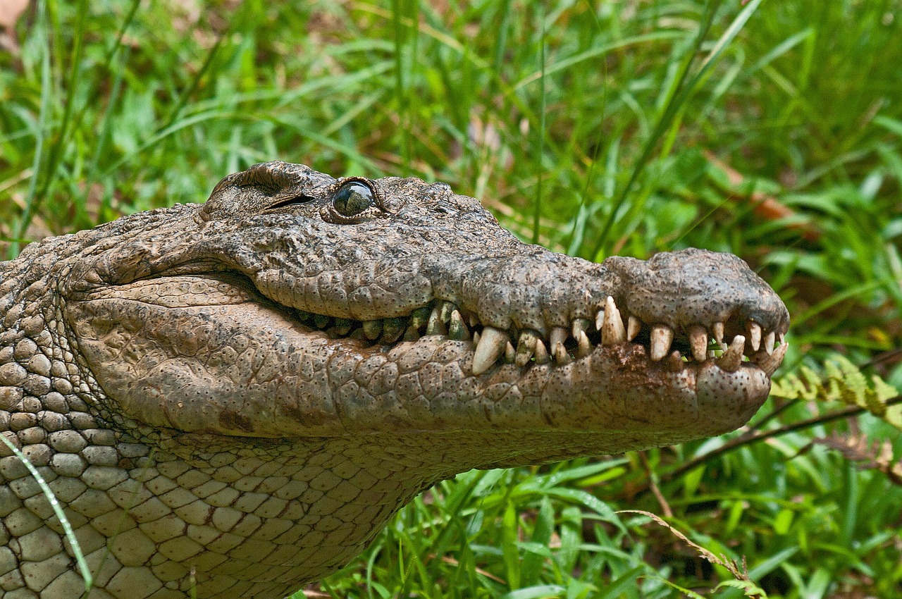 a close up of an alligator's head in the grass, by Richard Carline, sumatraism, highly detailed photo of happy, crocodile loki, portrait n - 9, online