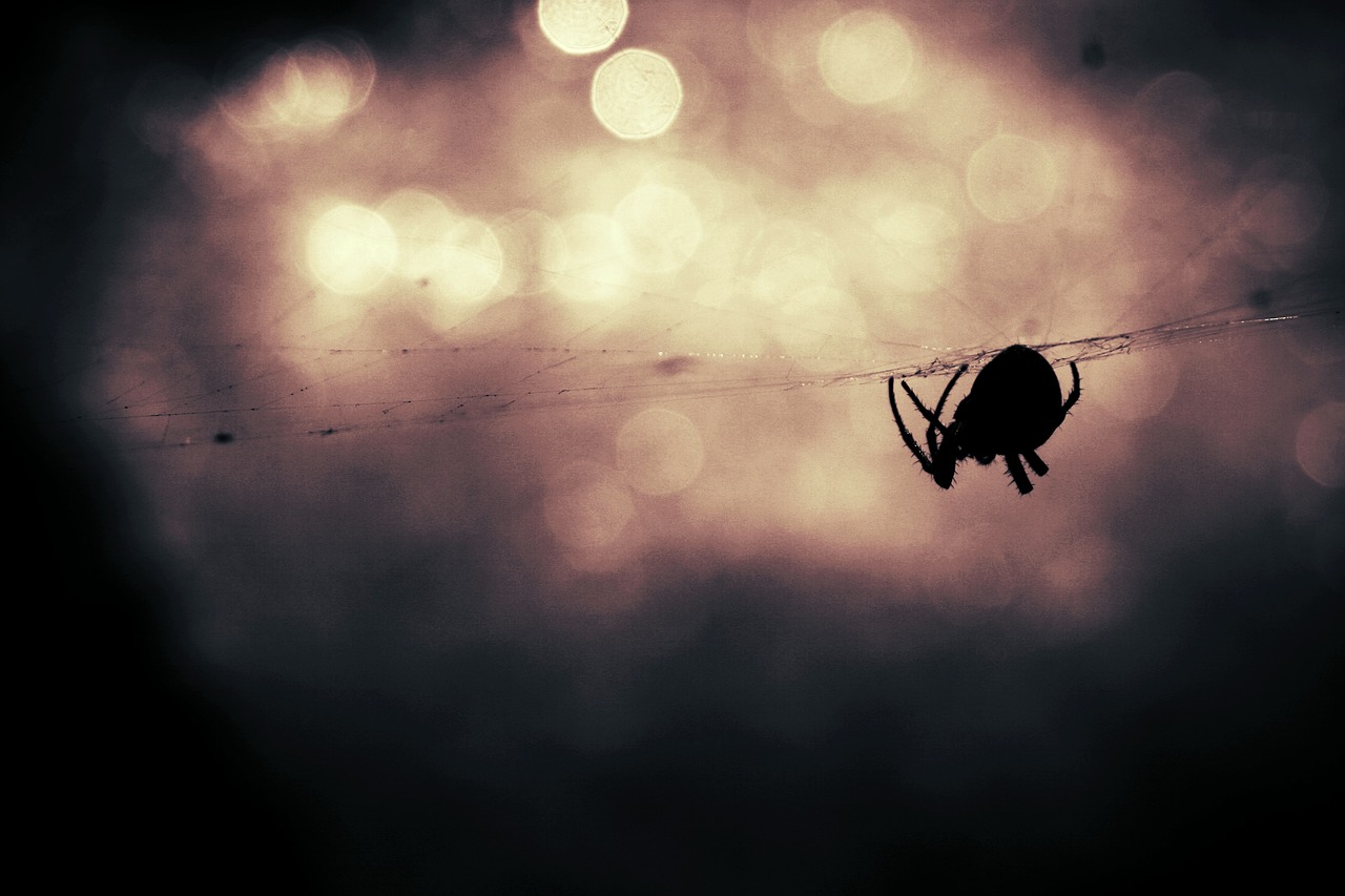 a black and white photo of a spider on a web, by Matthias Weischer, unsplash, in a sunset haze, gloom and lights, silhouetted, overcast bokeh - c 5