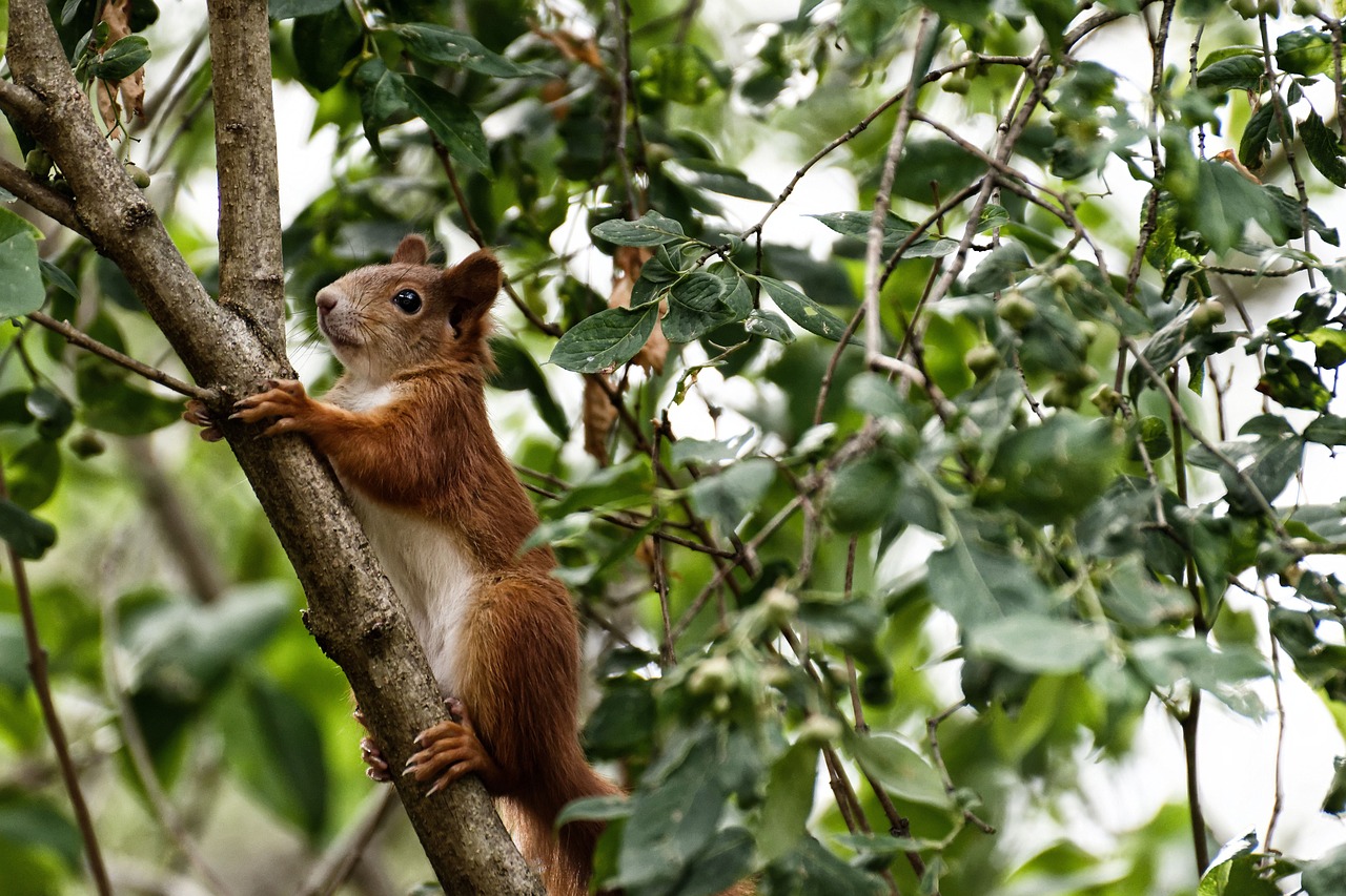 a squirrel sitting on top of a tree branch, a photo, by Robert Brackman, shutterstock, with fruit trees, stock photo, vibrant but dreary red, reportage photo