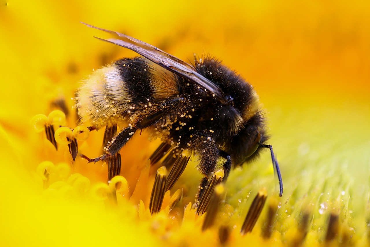 a bee sitting on top of a yellow flower, a macro photograph, by Juergen von Huendeberg, shutterstock, bees covering whole body, black and yellow colors, dew, document photo