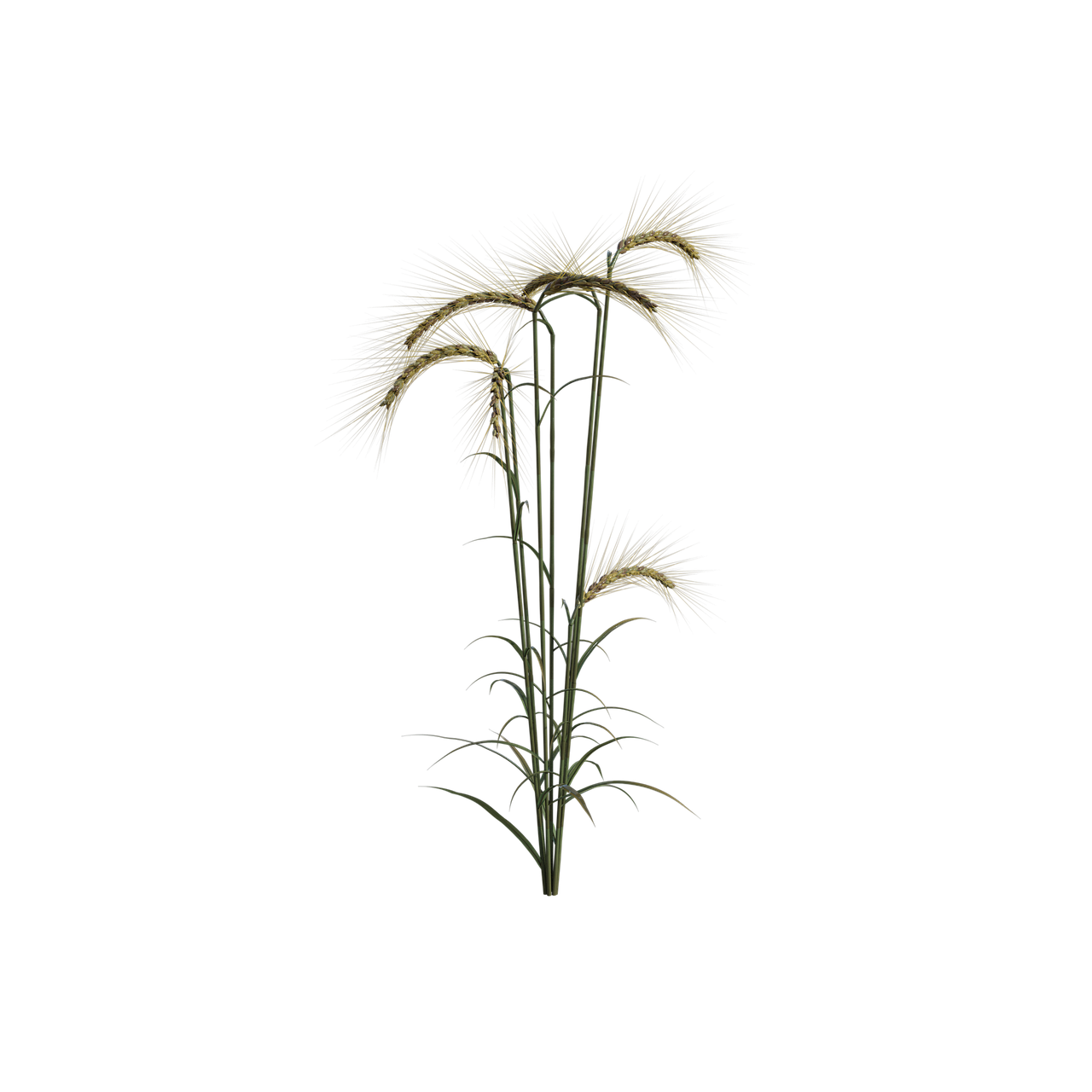 a close up of a plant on a black background, a digital rendering, hurufiyya, blossom wheat fields, lighting path traced, phone photo, ancient plants