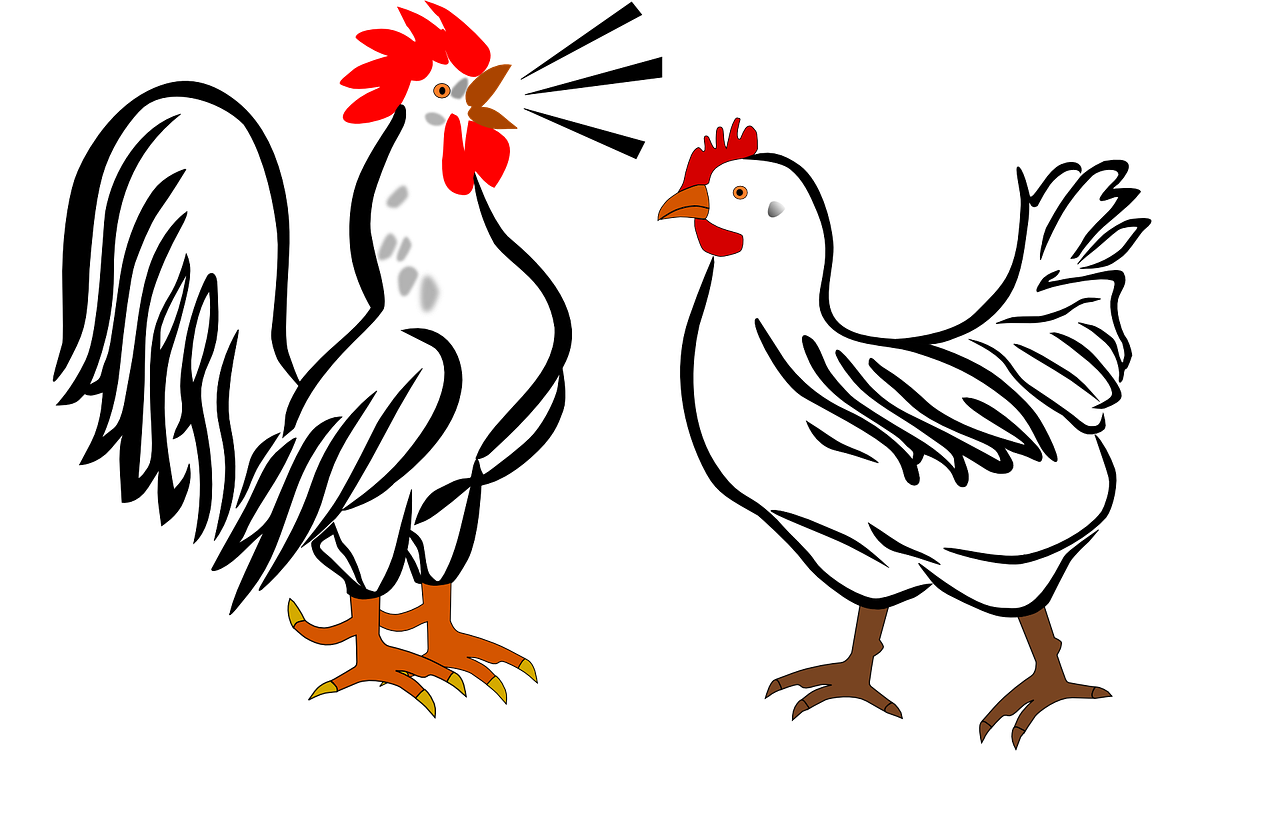 a couple of chickens standing next to each other, inspired by Jacques Callot, deviantart contest winner, black backround. inkscape, cave paintings, color and contrast corrected, pirates