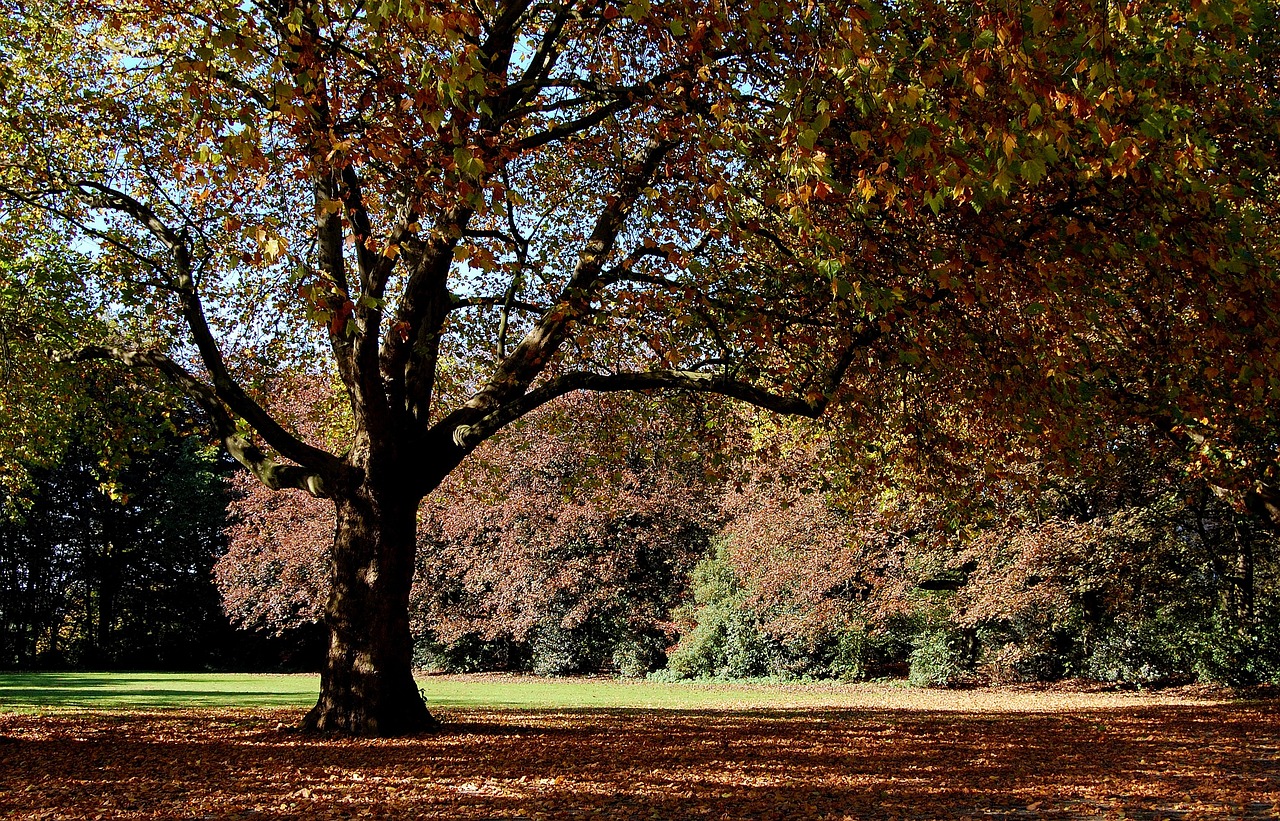 a bench sitting under a tree in a park, inspired by Edgar Schofield Baum, flickr, autumn field, full of colour 8-w 1024, sienna, scene!!