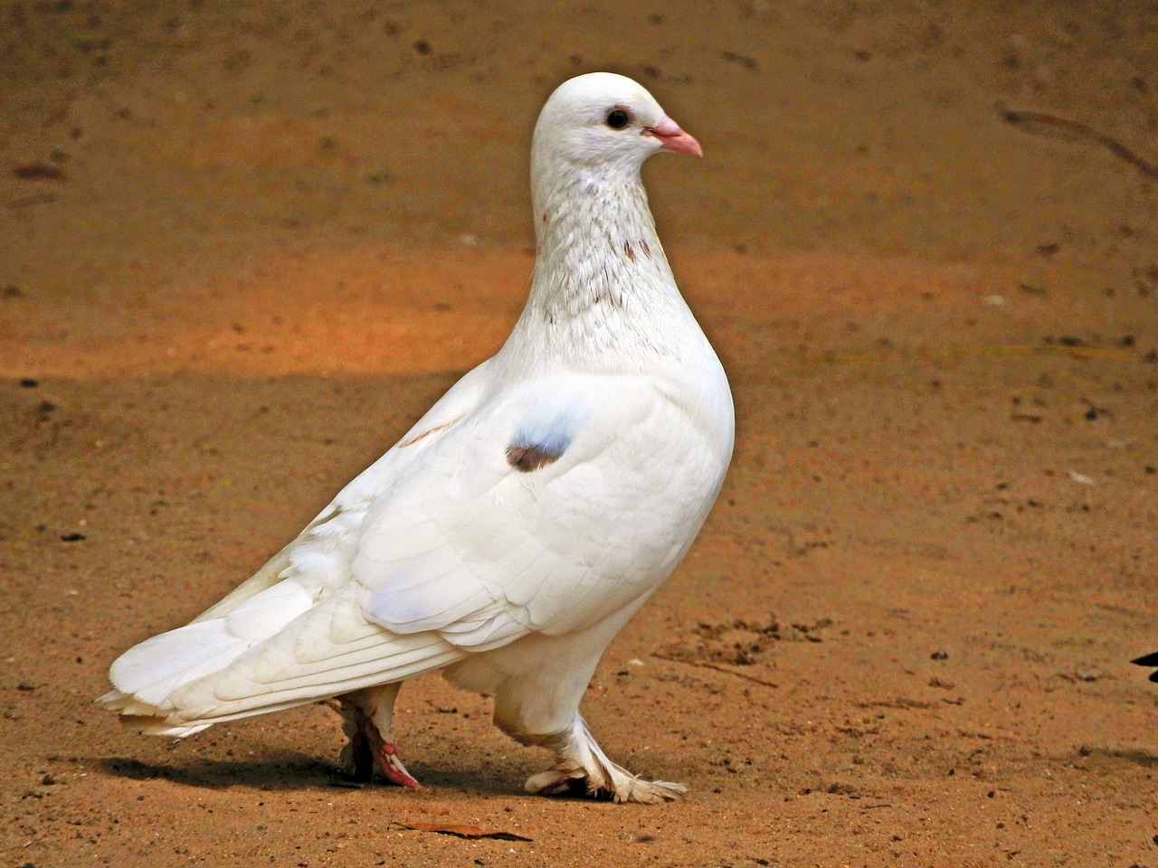 a white pigeon standing on a dirt ground, a portrait, pixabay, beautiful girls, african sybil, 2 0 7 7, white shiny skin