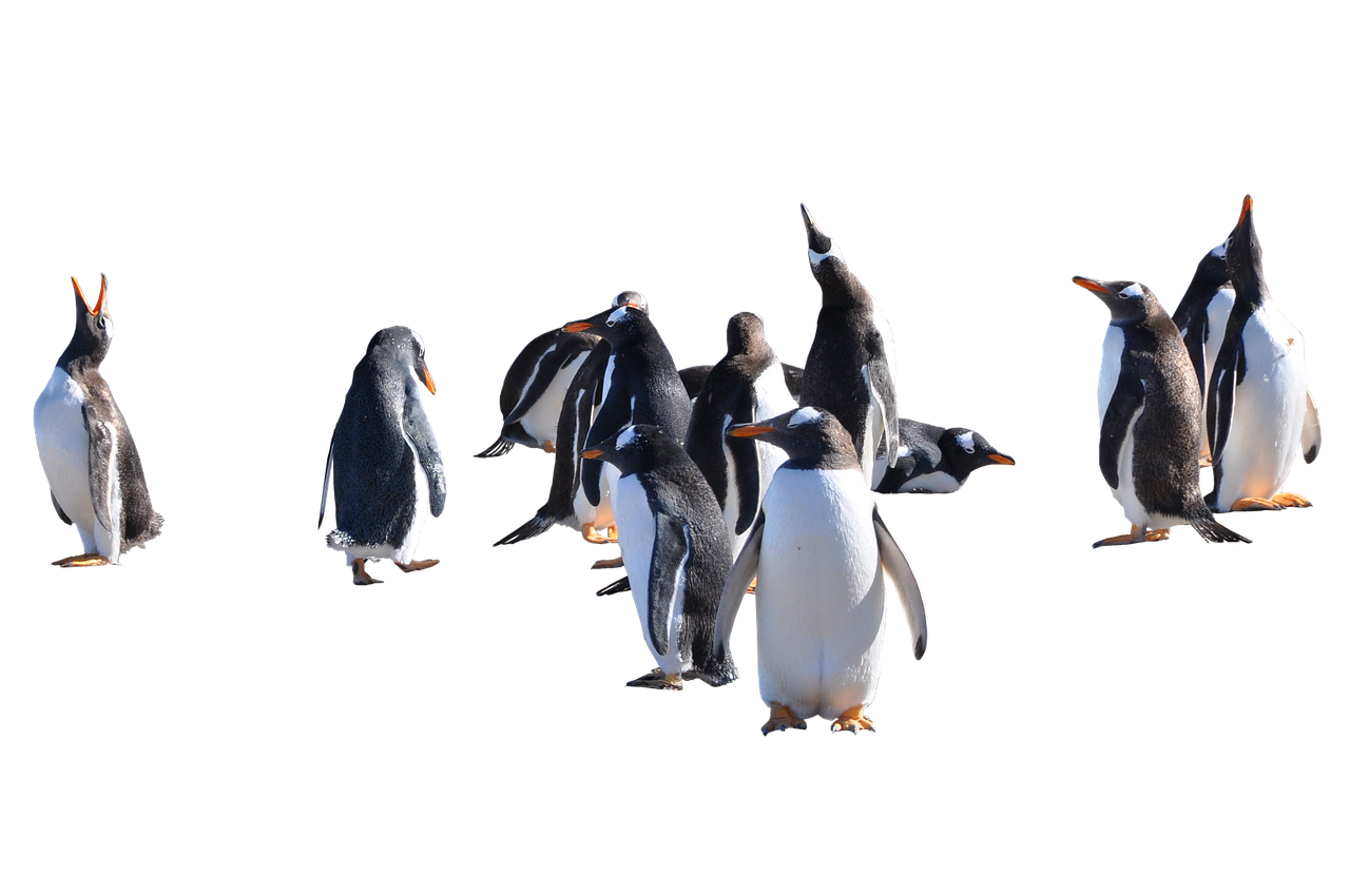 a group of penguins standing next to each other, a raytraced image, by Jan Rustem, dancing with each other, panorama shot, with a black background, having fun in the sun
